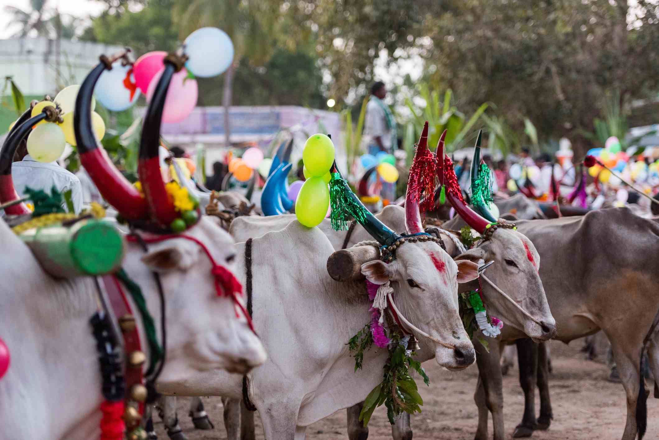 Photo Gallery: 13 Pongal Festival Picture in Tamil Nadu