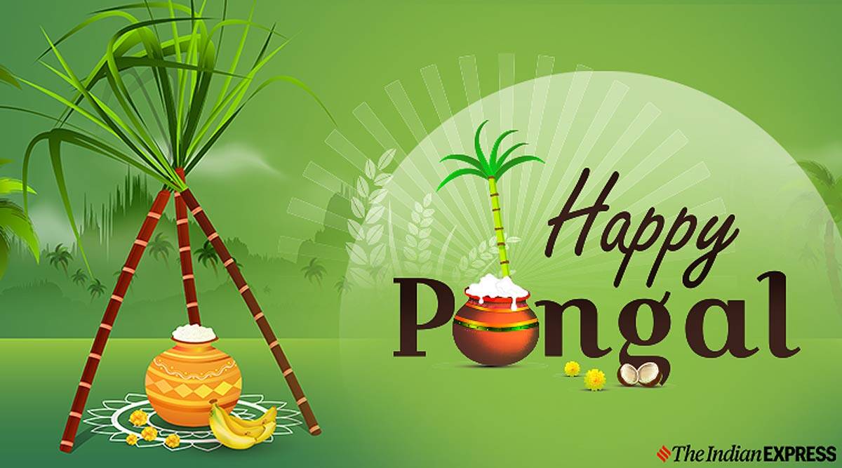 Happy Pongal Image 2020: Wishes Image, Quotes, Status, SMS, Messages, HD Wallpaper, Photo, GIF Pics, Greetings Download in Tamil, Telugu