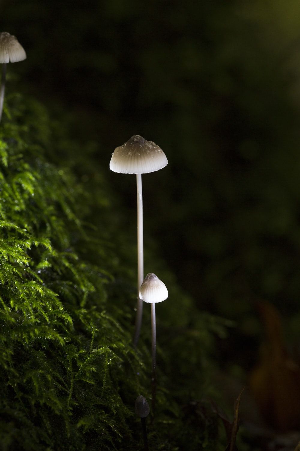 Magic Mushrooms Picture. Download Free Image