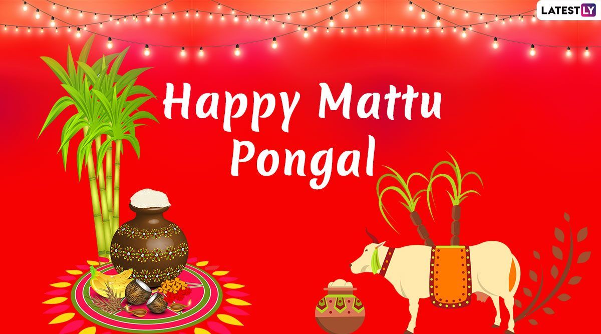Mattu Pongal Image & Kanuma Telugu Greetings HD Wallpaper For Free Download Online: Wish Happy Pongal and Sankranti With WhatsApp Stickers, GIF Greetings and Messages