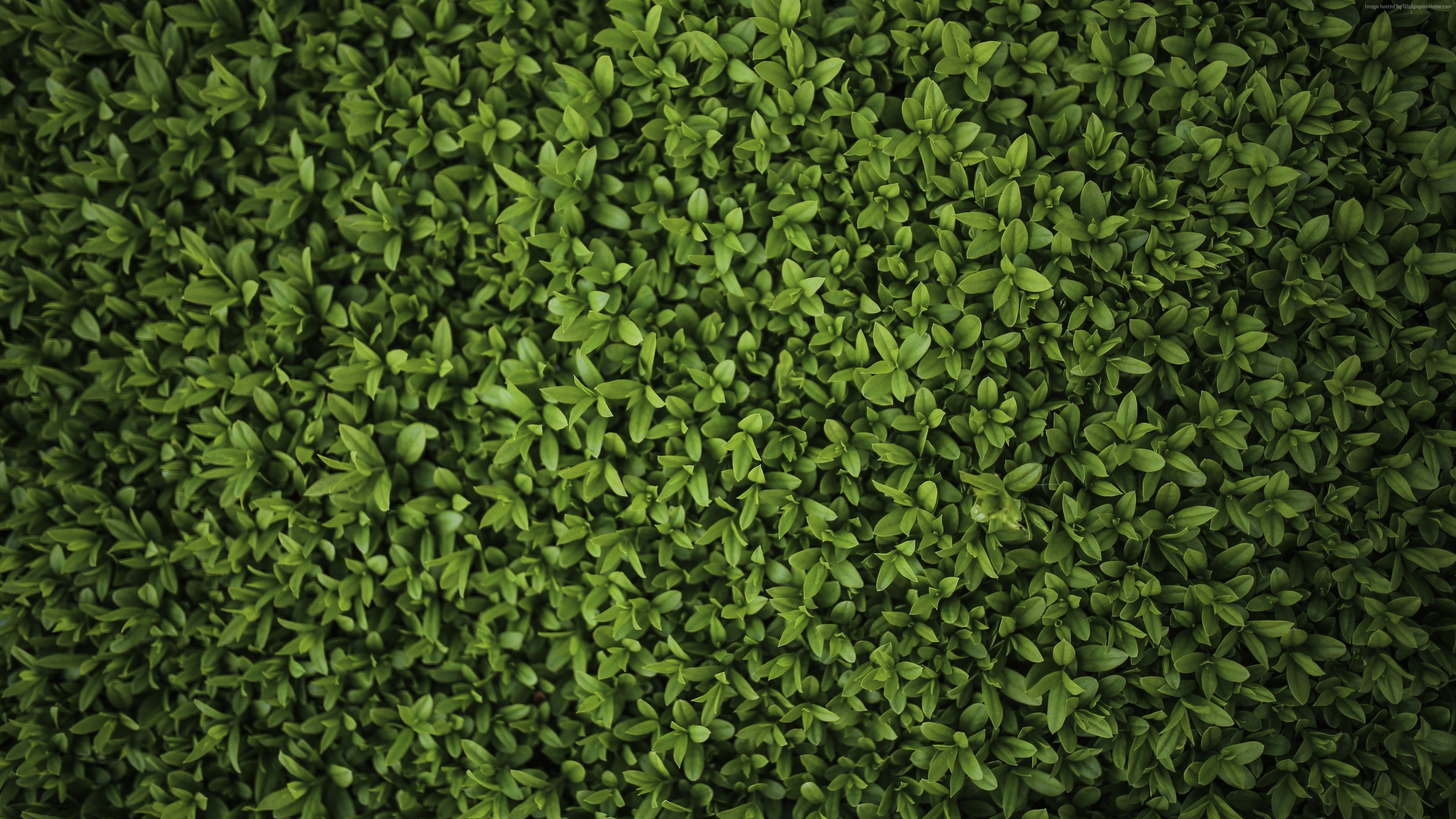 Wallpaper leaves, green, 4k, Nature Wallpaper Download Resolution 4K Wallpaper