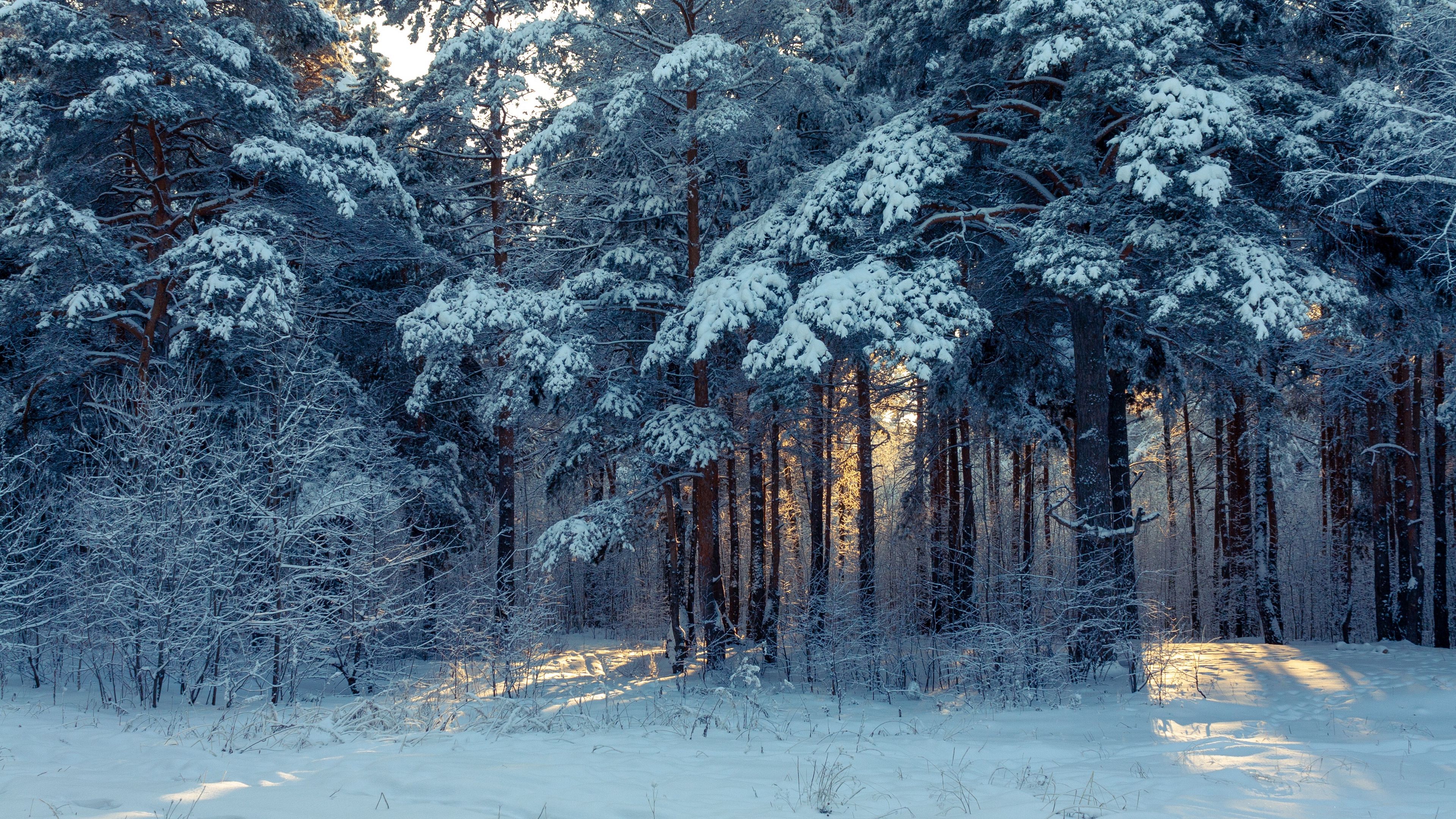 Wallpaper Forest, Winter, Snow, Trees, Winter Landscape Landscape Wallpaper 4k