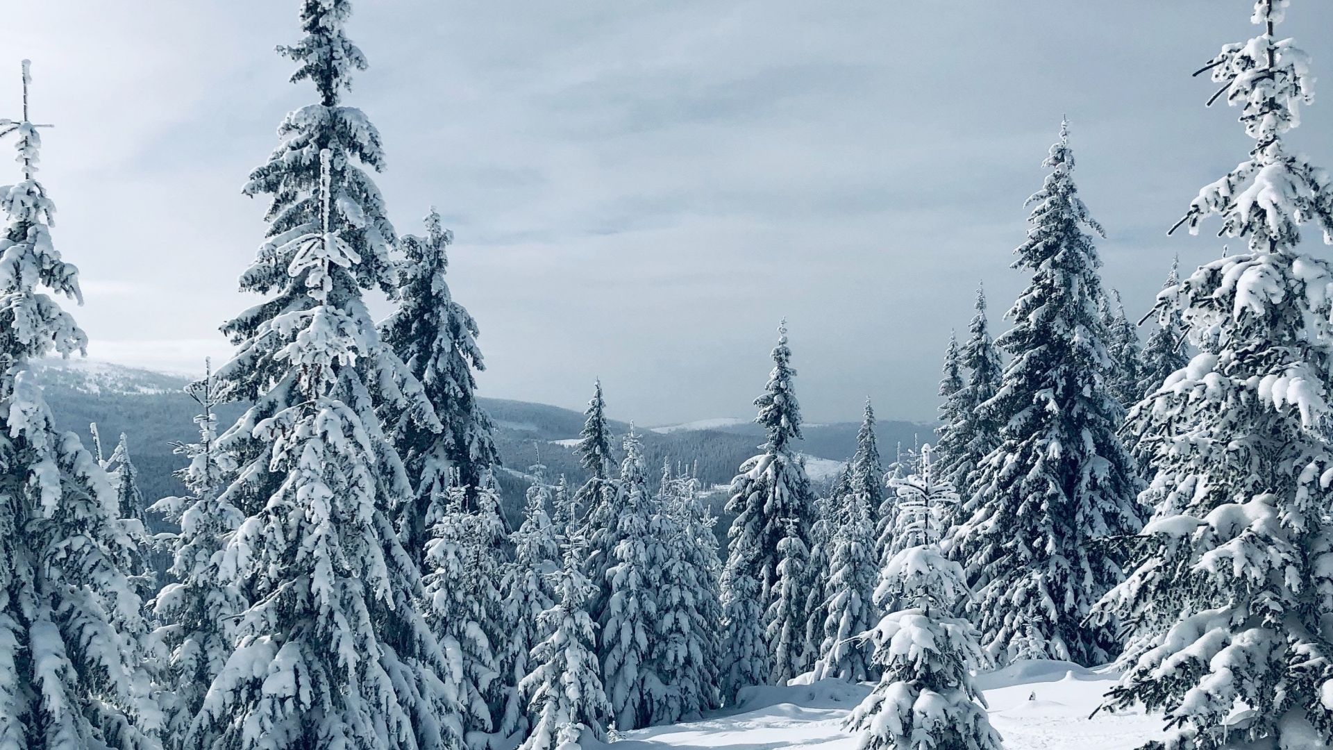 Desktop wallpaper winter, pine trees, nature, landscape, tree, HD image, picture, background, 1e5438