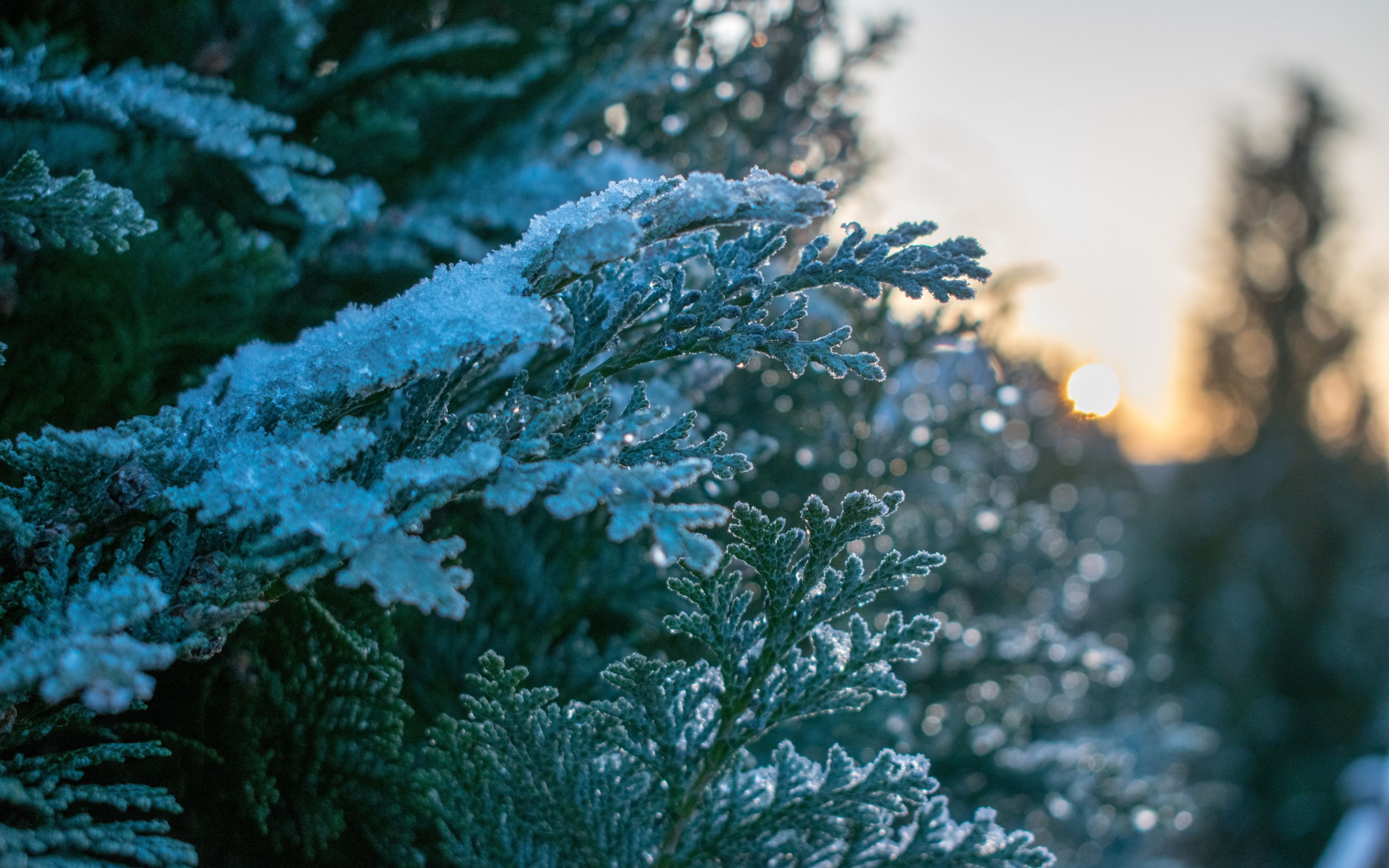 Snowfrost, Winter, Pine, Leaves, Tree Branches, Nature,