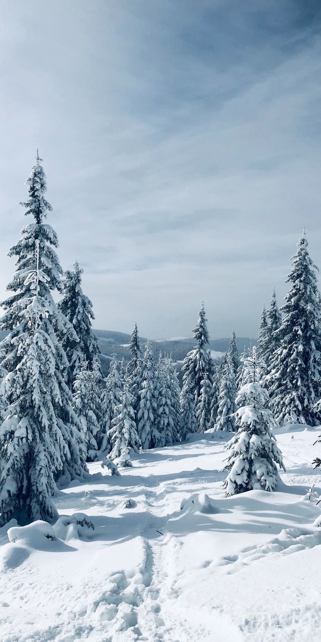 Winter, pine trees, nature, landscape, tree, 1080x2160 wallpaper. Winter landscape photography, Winter scenery, Winter picture