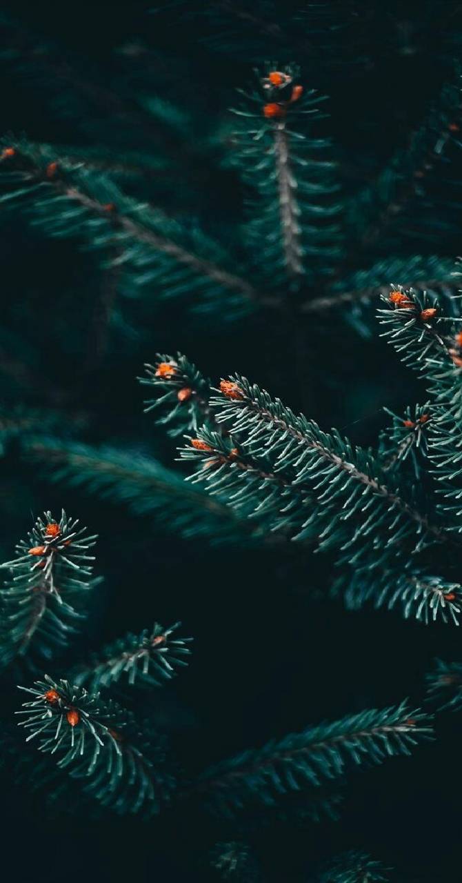 winter pine tree wallpaper