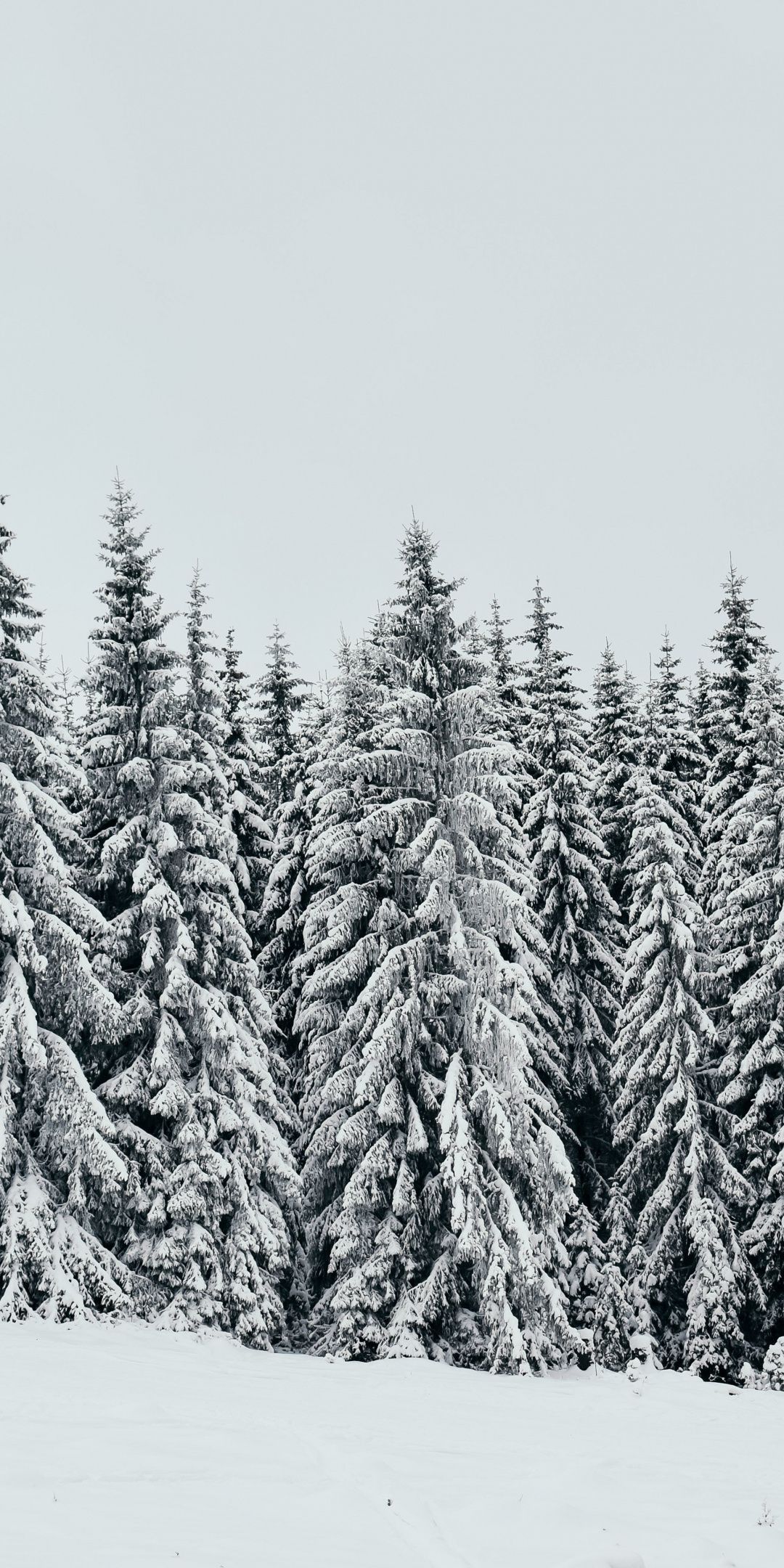 White, snow layer, pine trees, nature, 1080x2160 wallpaper. Wallpaper iphone christmas, Christmas wallpaper, Cute christmas wallpaper
