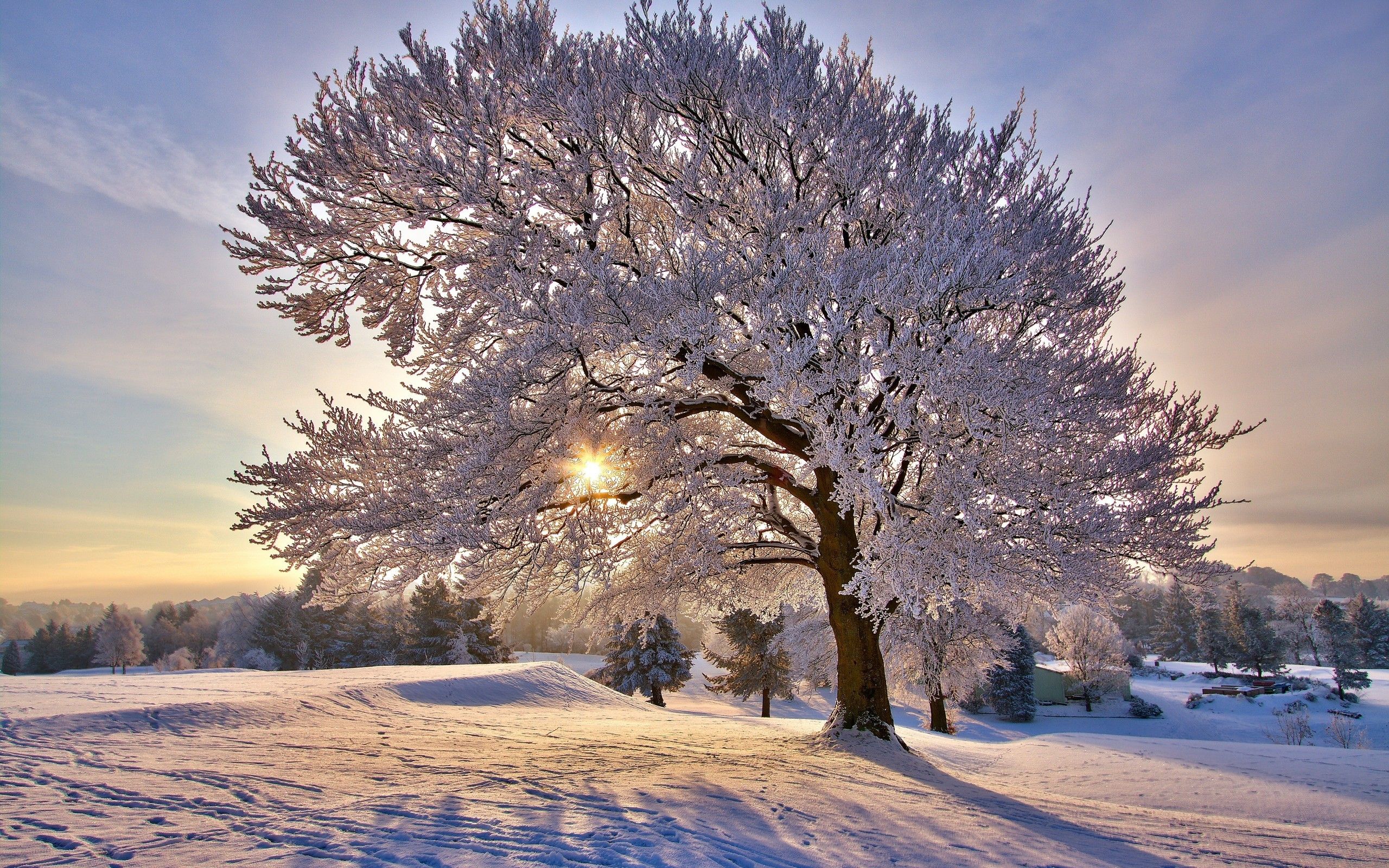 Free photo: Frozen trees, Freeze, Frozen