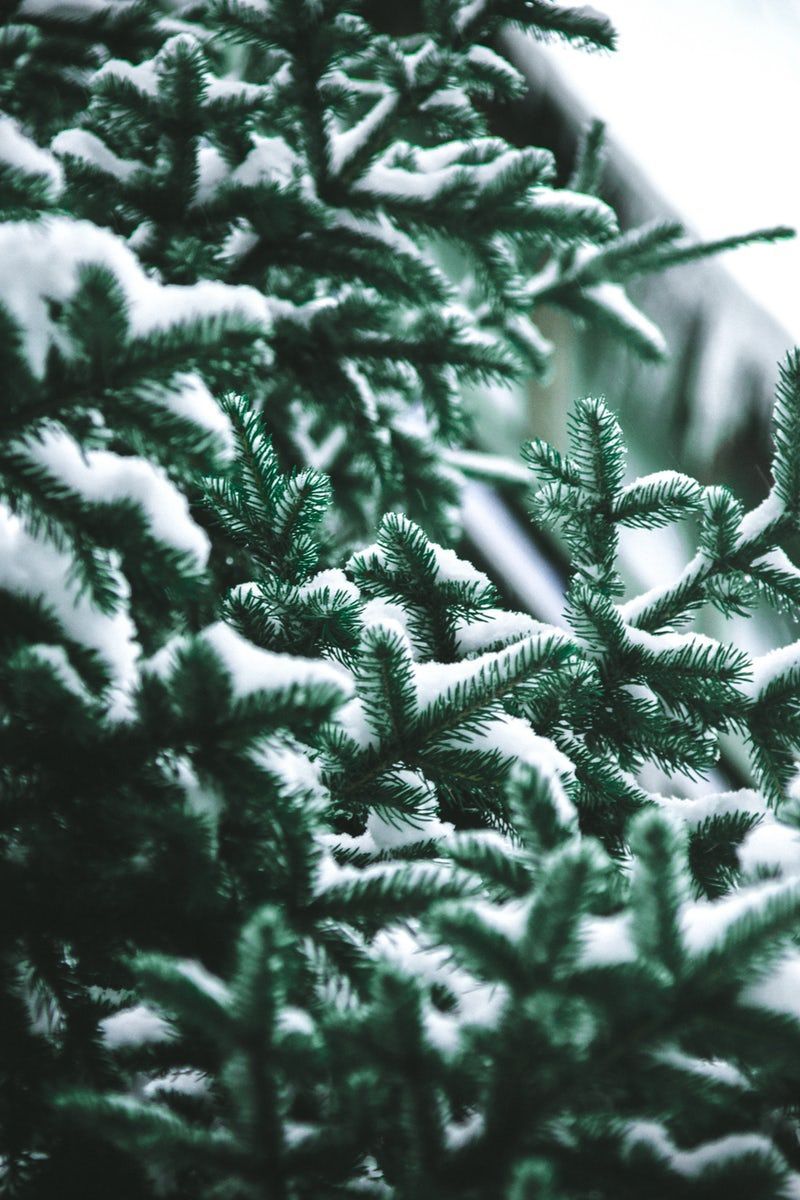 Close Up Photography Of Snow Covered Green Pine Trees. Wallpaper Iphone Christmas, IPhone Wallpaper Winter, Christmas Wallpaper