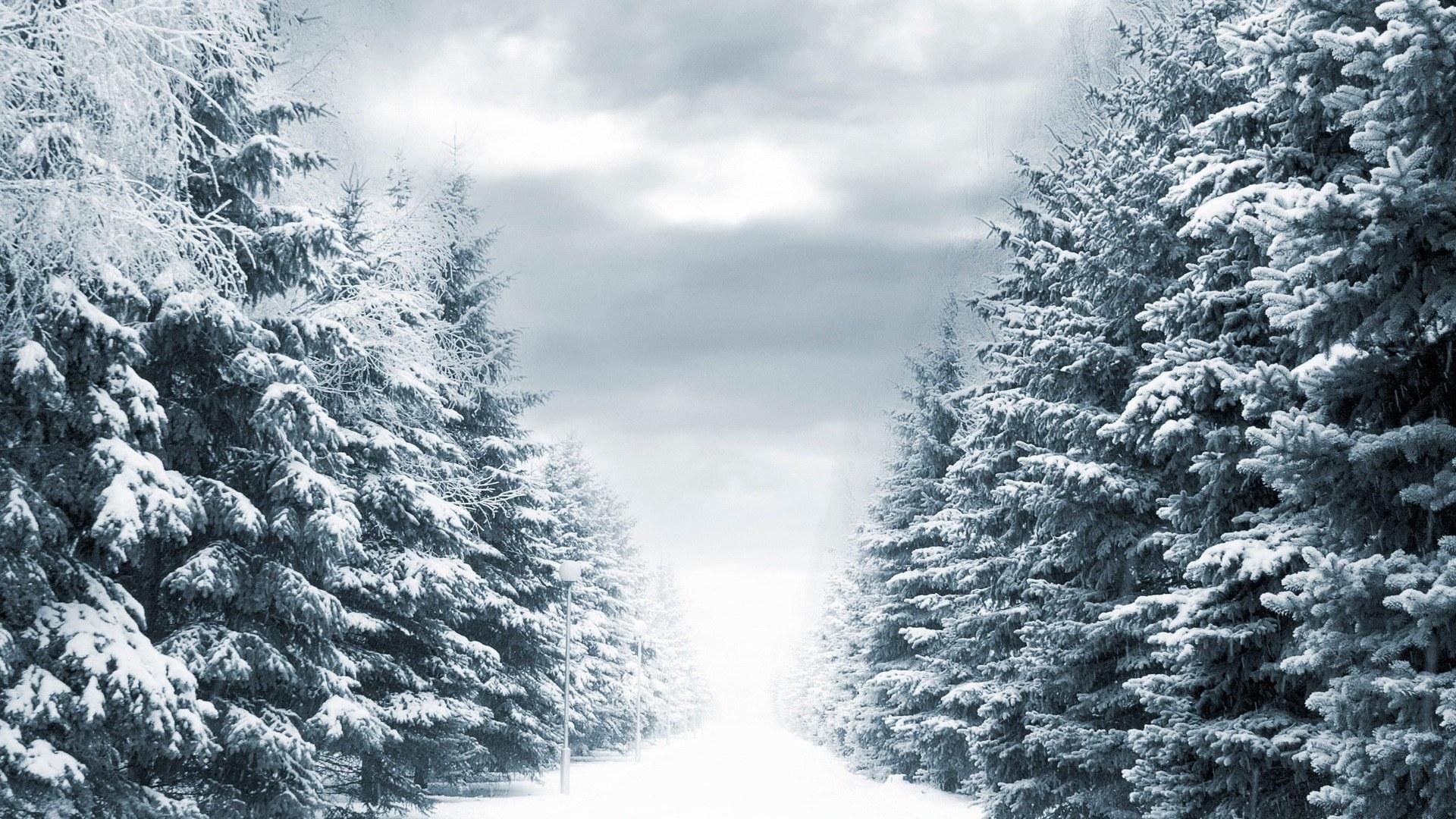 Winter Scene wallpaper pine trees covered in snow. iPhone wallpaper winter, Winter iphone, Winter wallpaper