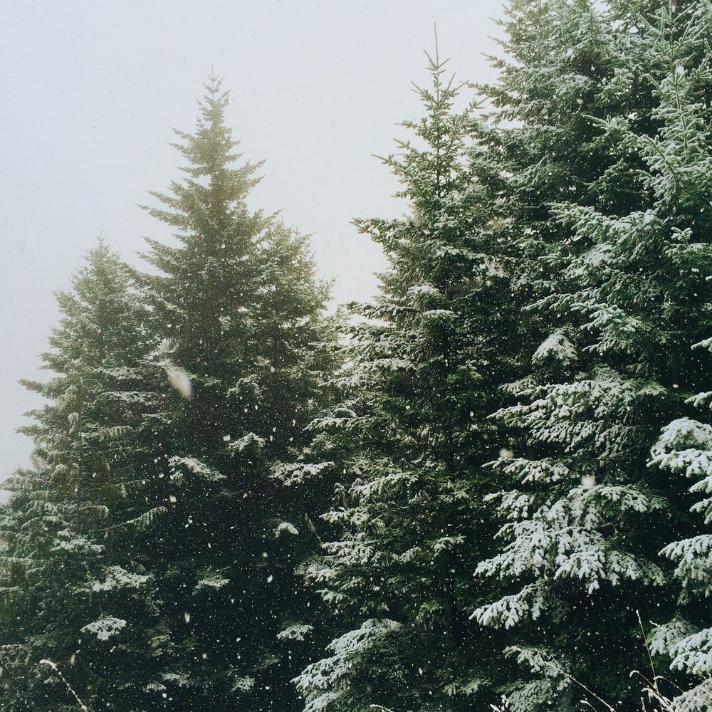 green pine trees during winter photo