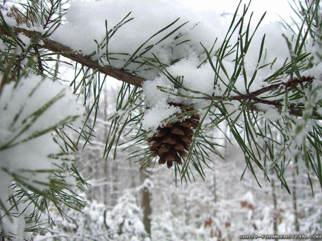 Winter Pine Trees Wallpaper Free Winter Pine Trees Background