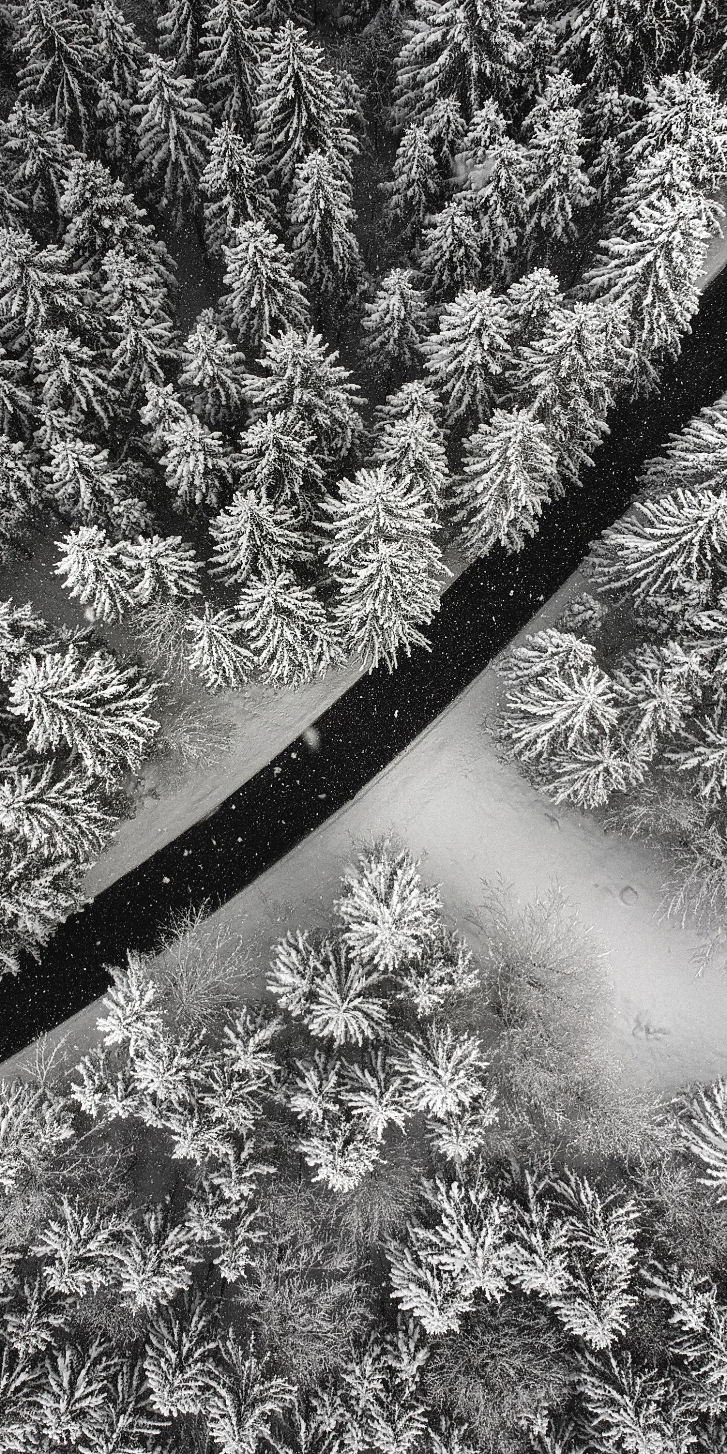 Download White, snow layer, winter, pine tree, aerial view wallpaper, 1440x LG V LG G6