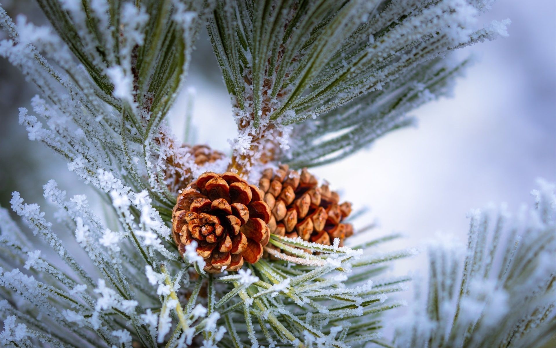 Wallpaper Pine tree, twigs, frost, winter 1920x1200 HD Picture, Image
