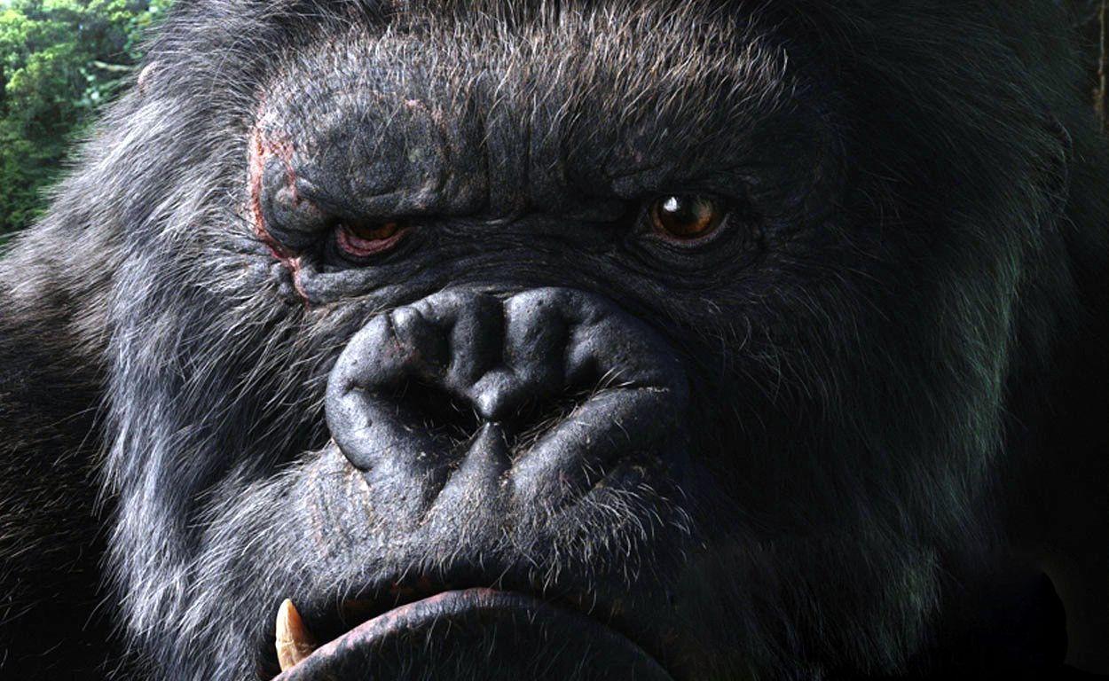 Cool Gorilla Wallpaper