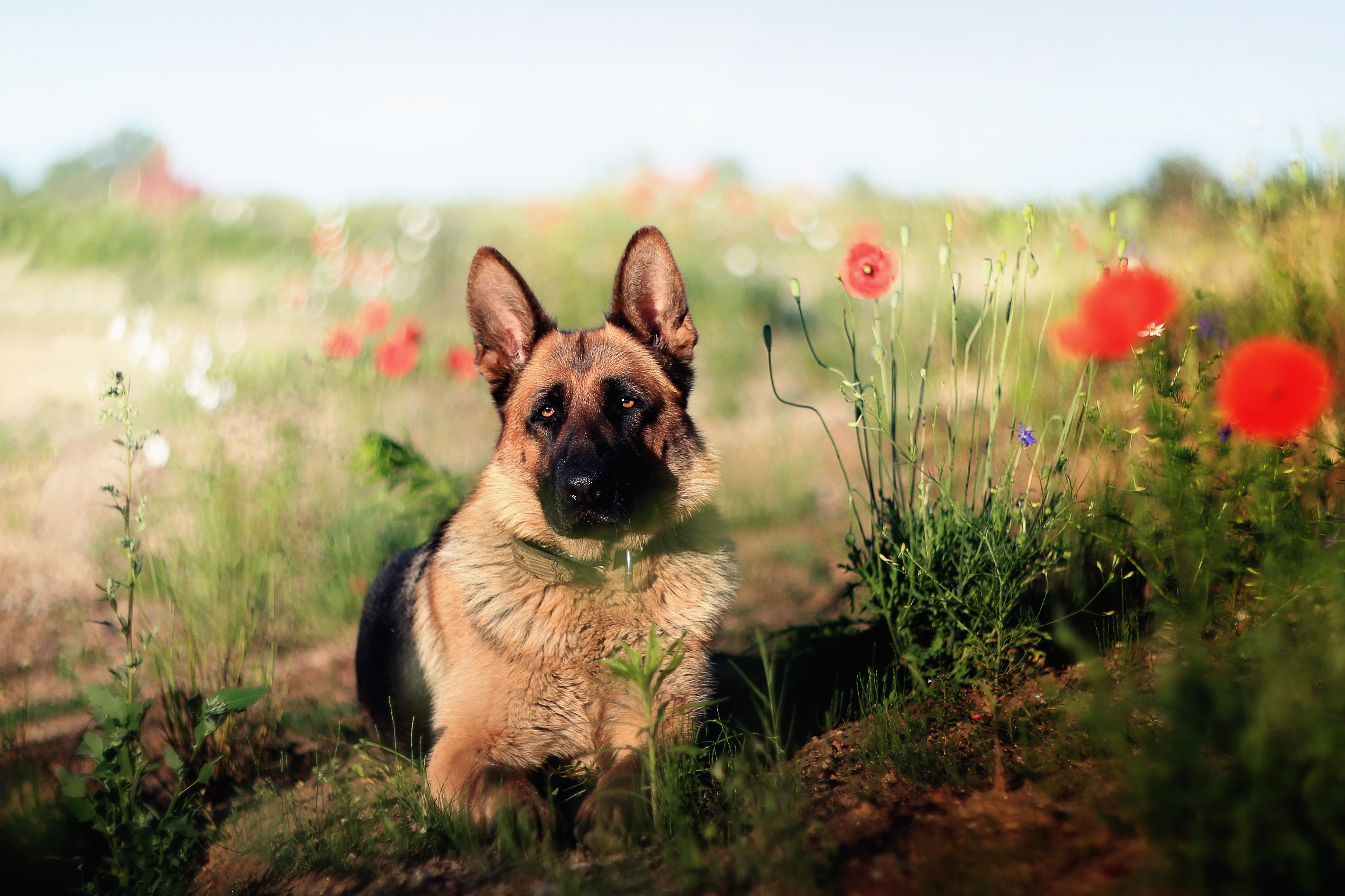 German Shepherd Dog Summer Poppy Flower Bokeh Wallpaper:4570x3047