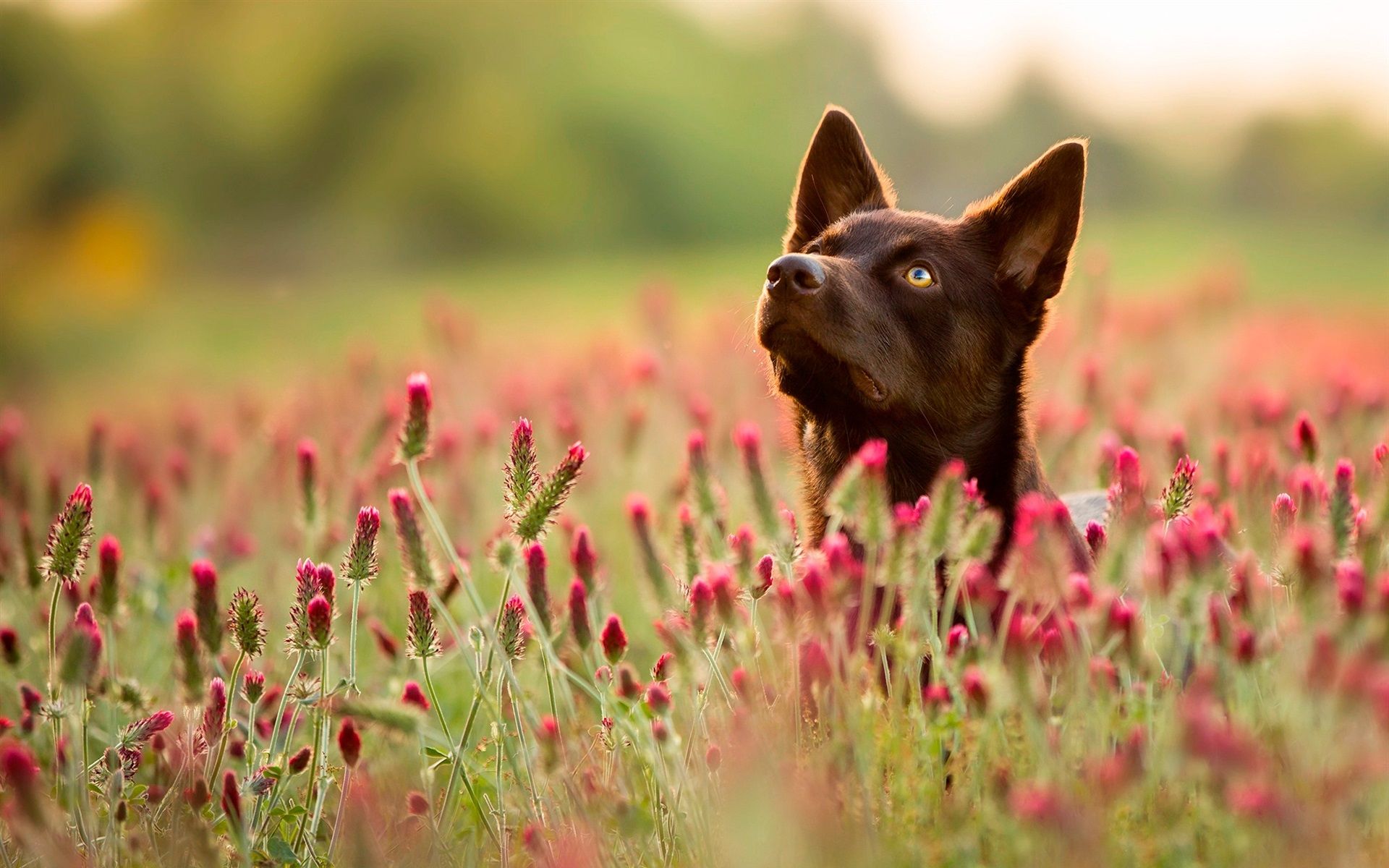 Wallpaper Dog, red wildflowers, summer 1920x1200 HD Picture, Image