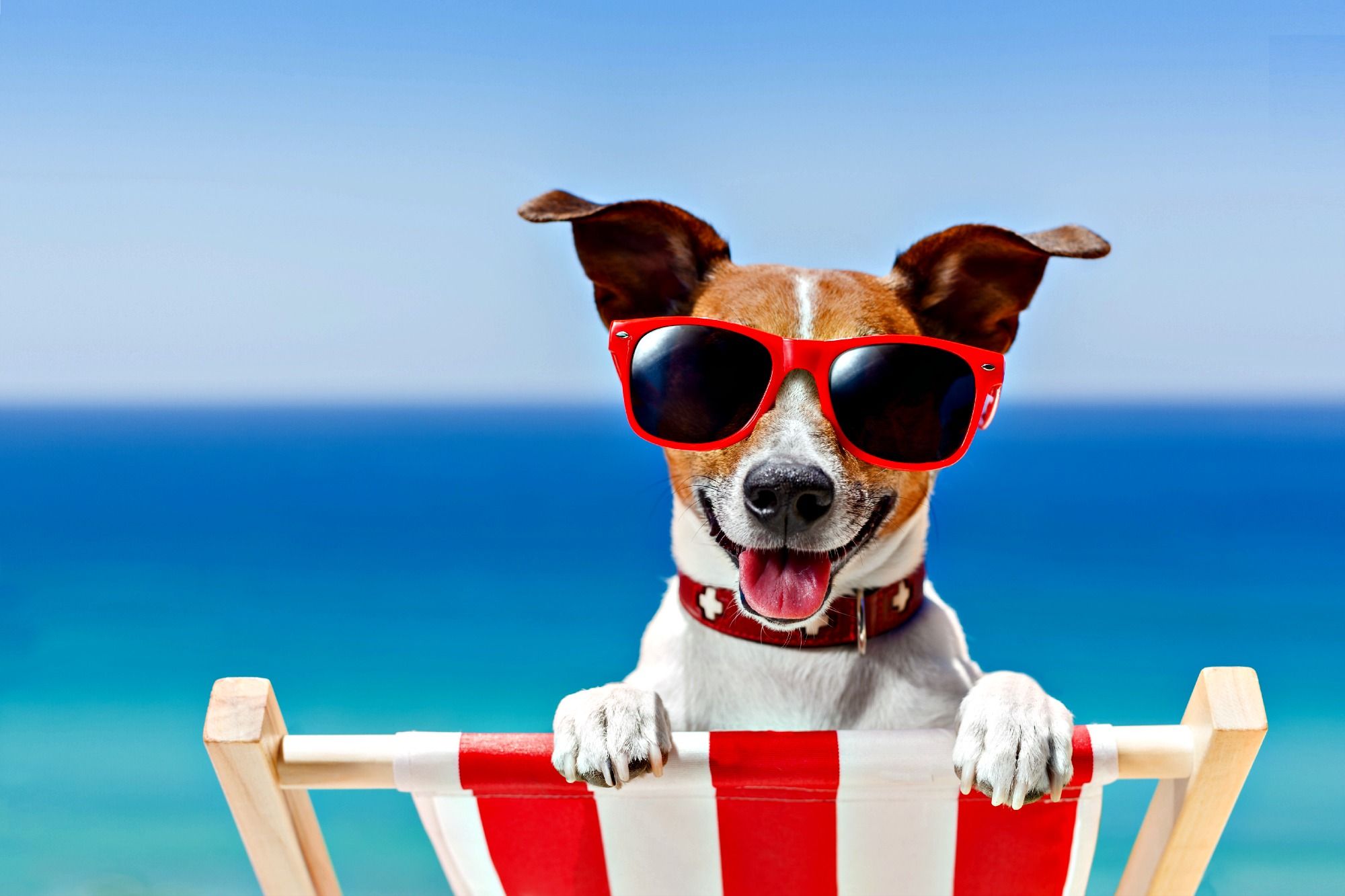 Top Summer Dog Desktop Background