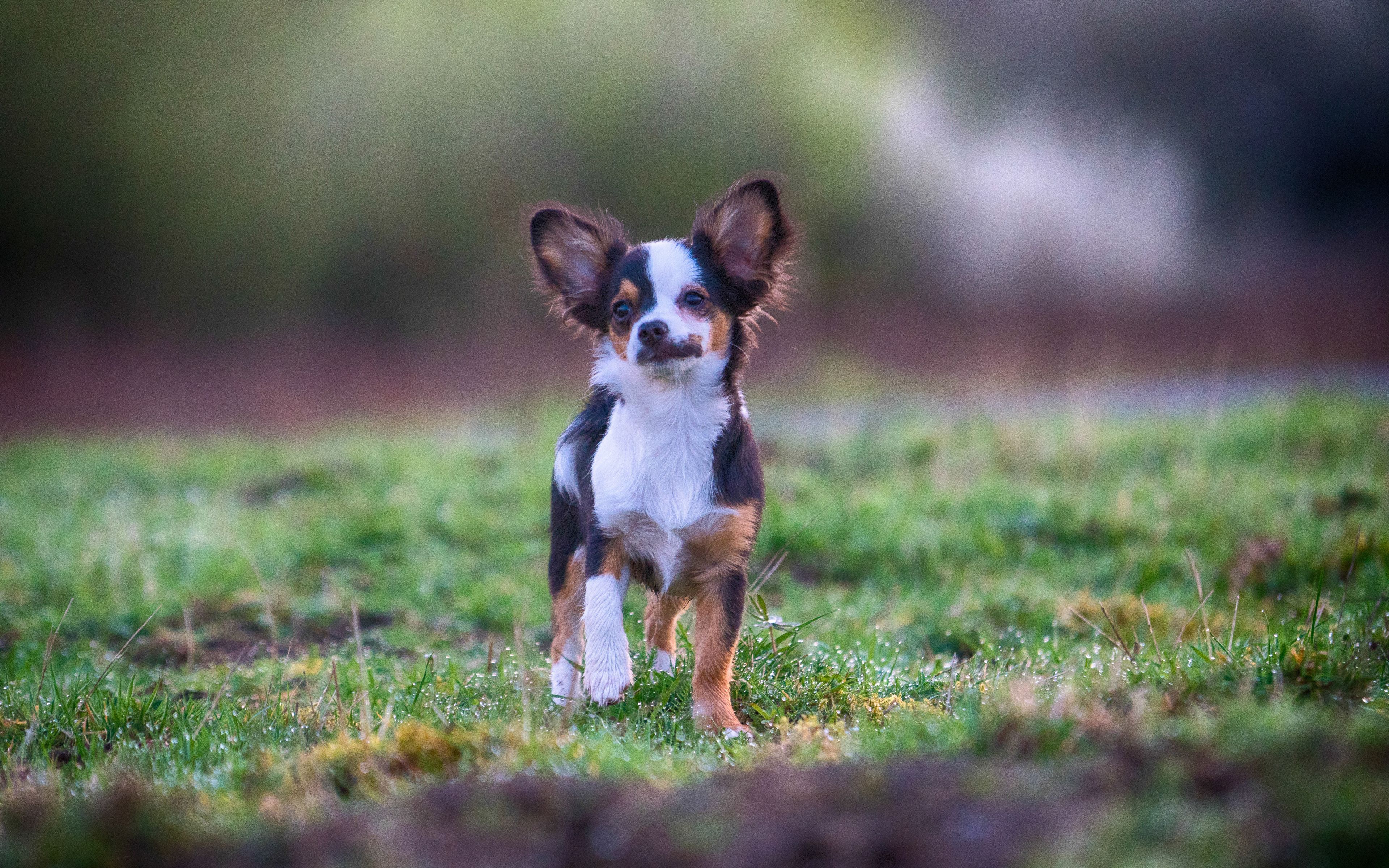 Download Wallpaper 4k, Chihuahua, Running Dog, Summer, Dogs, Black Brown Chihuahua, Cute Animals, Pets, Chihuahua Dog For Desktop With Resolution 3840x2400. High Quality HD Picture Wallpaper