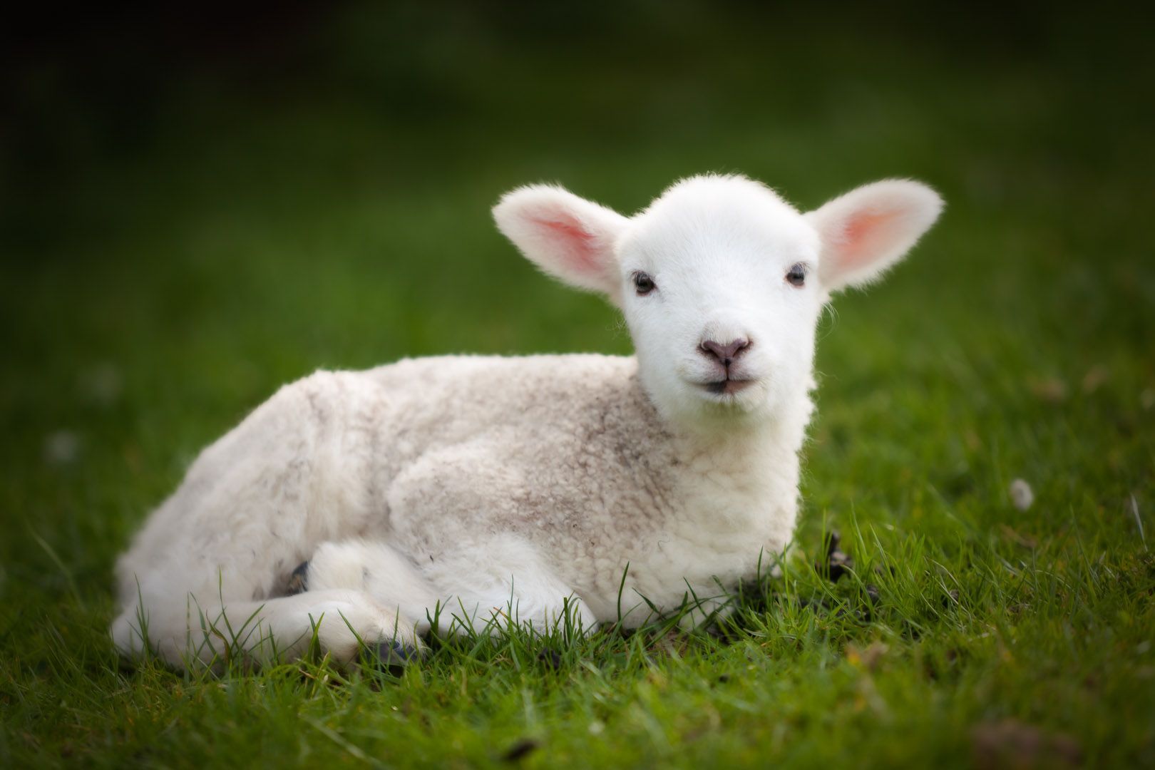 Spring Lamb. Baby animals, Cute baby animals, Animal wallpaper