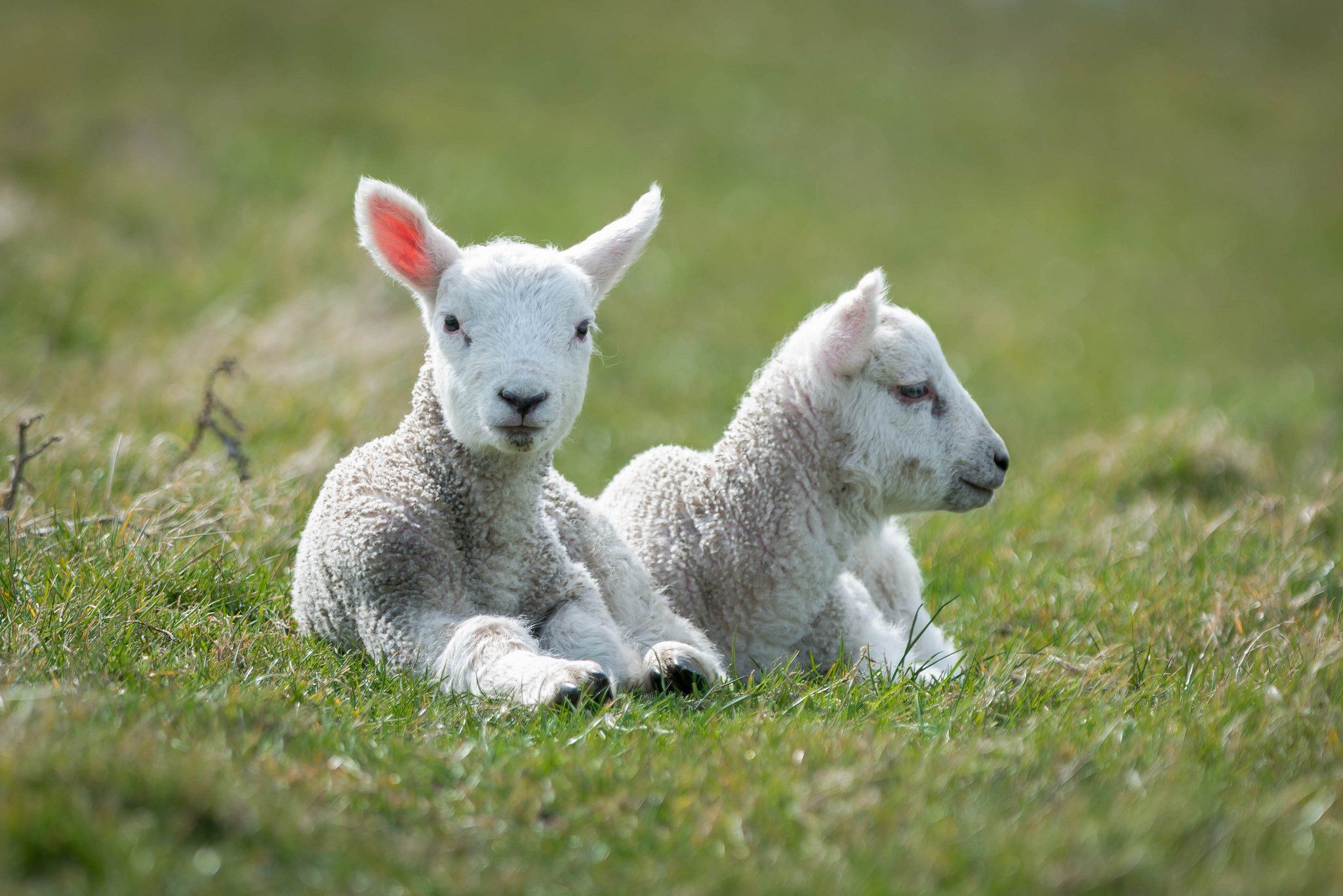 Free download Baby sheep wallpaper Baby Animals [2048x1367] for your Desktop, Mobile & Tablet. Explore Sheep Wallpaper. Minecraft Sheep Wallpaper, Black Sheep Wallpaper, Cartoon Sheep Wallpaper