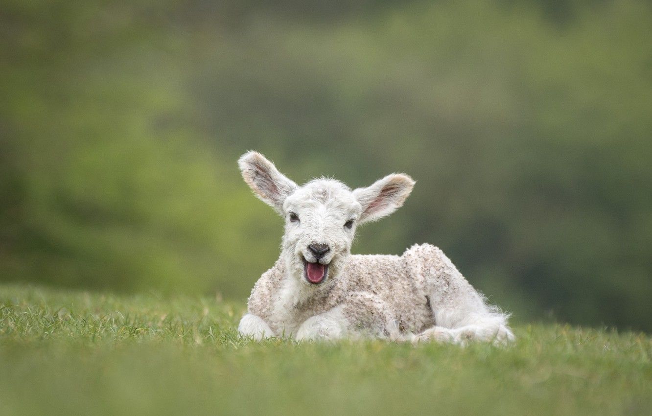 Wallpaper field, language, white, nature, green, smile, background, baby, muzzle, lies, lamb, sheep, sheep, lamb image for desktop, section животные