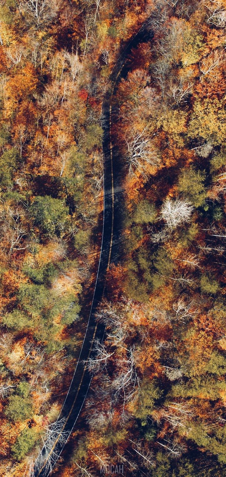 above the trees, vivo Y91i wallpaper hd, 720x1520