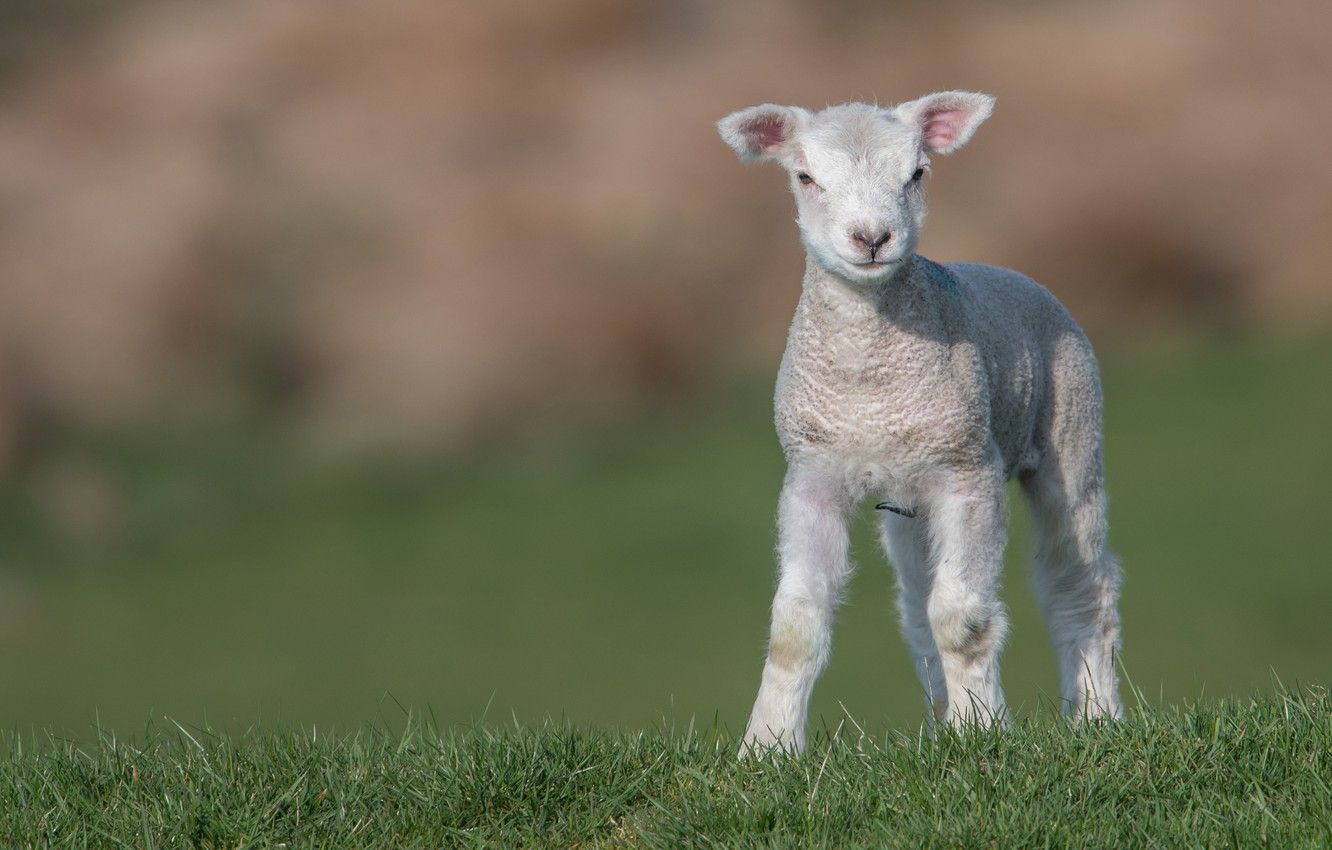 Wallpaper field, grass, baby, lamb, sheep, sheep, lamb image for desktop, section животные