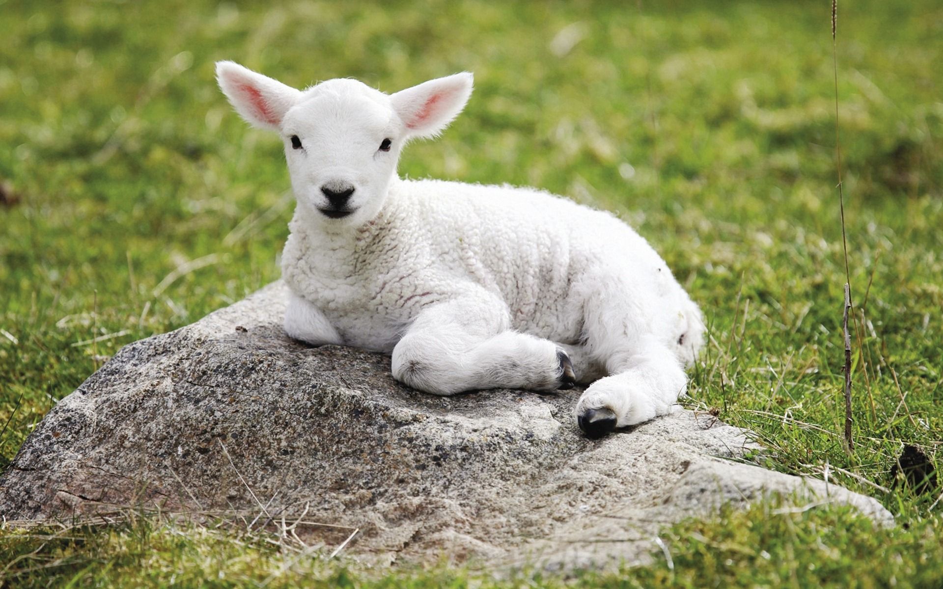 Lamb Background. Worthy Is the Lamb Wallpaper, Passover Lamb HD Wallpaper and Lion Lamb Wallpaper