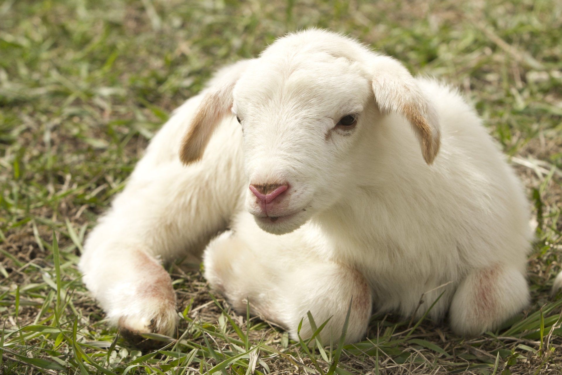 Title Cute Baby Lamb Animal Sheep Lamb Baby Newborn HD Wallpaper