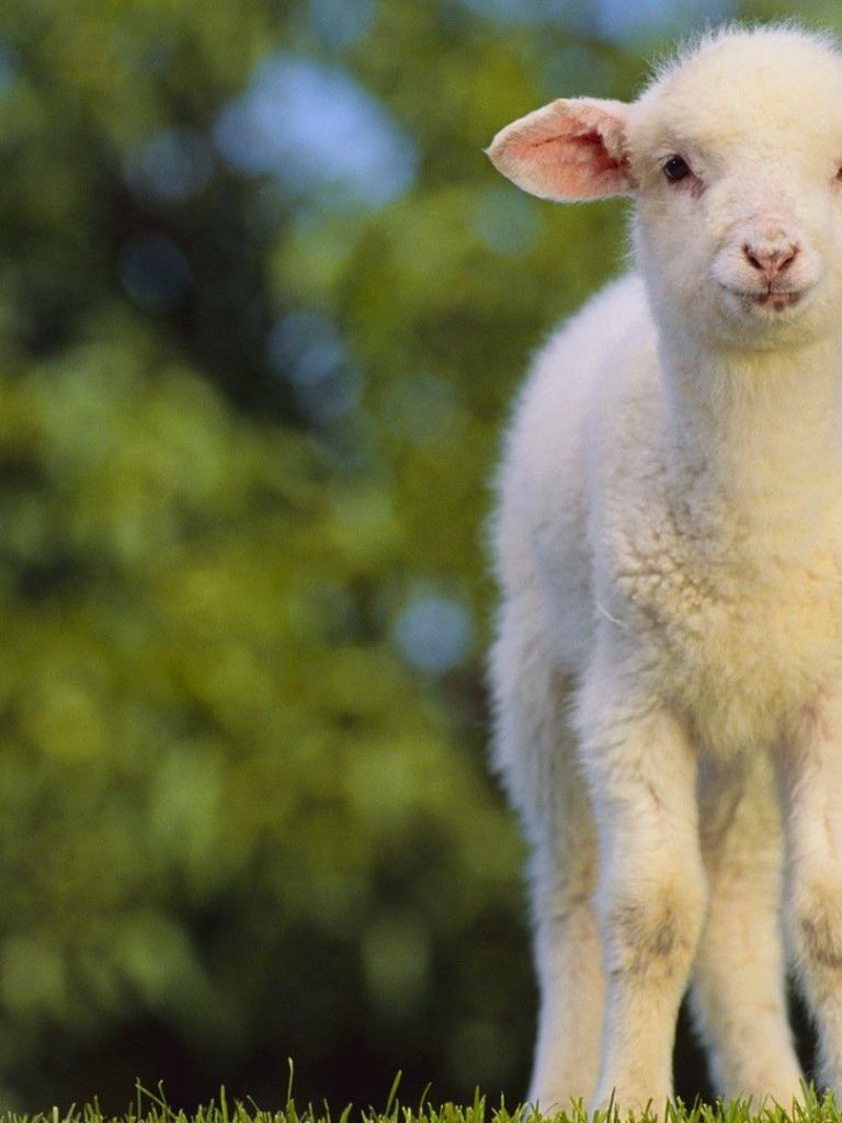 Free download Baby Lamb Wallpaper - Sheep Animals Lamb [1920x1080] for your Desktop, Mobile & Tablet. Explore Cute Baby Animal 2017 Wallpaper. Cute Baby Animal 2017 Wallpaper, Cute