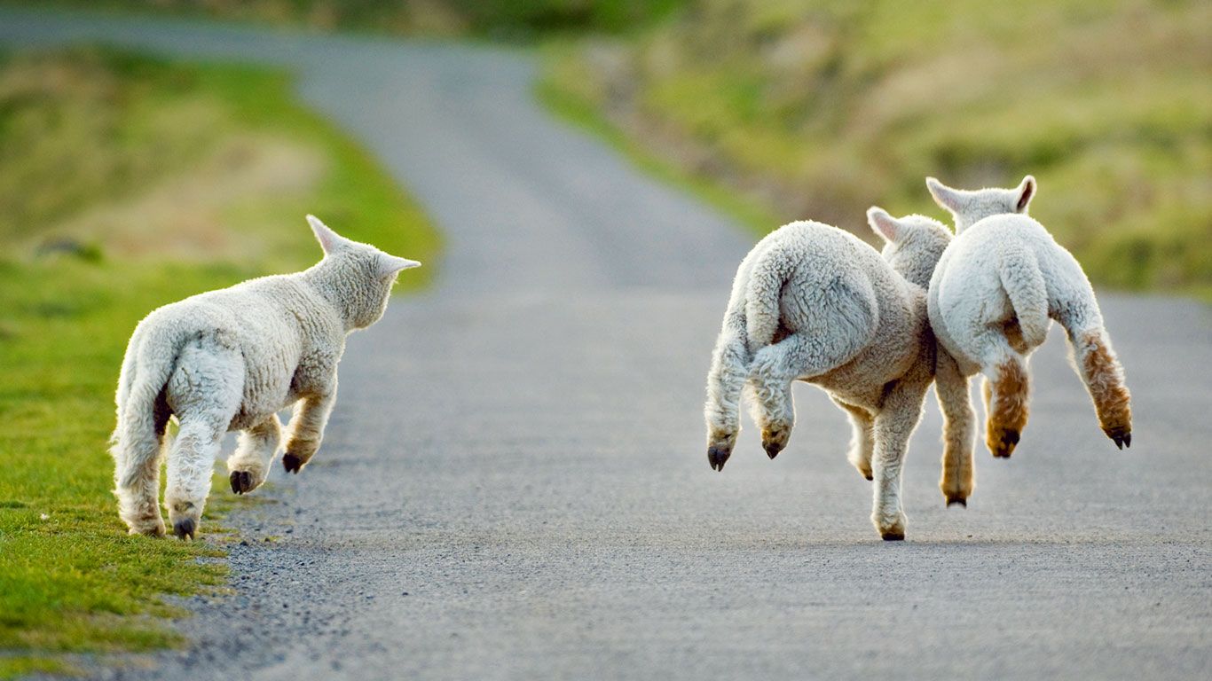 Bing Homepage Gallery. Animals, Baby animals, Sheep