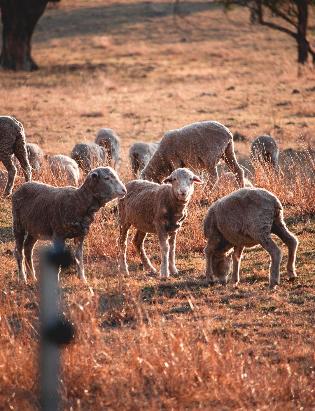 Baby Sheep Picture. Download Free Image
