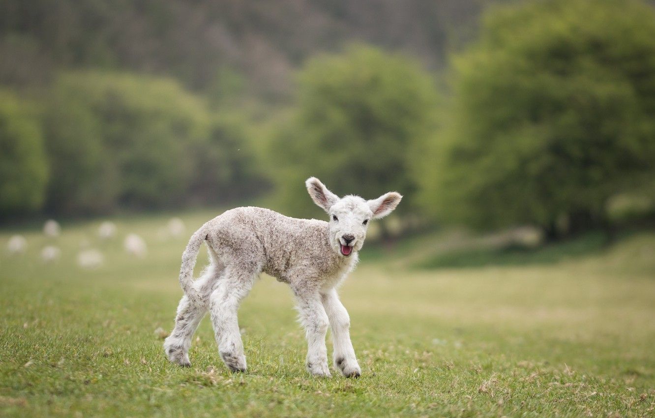 Wallpaper field, white, nature, green, background, baby, cute, lamb, sheep, sheep, lamb image for desktop, section животные