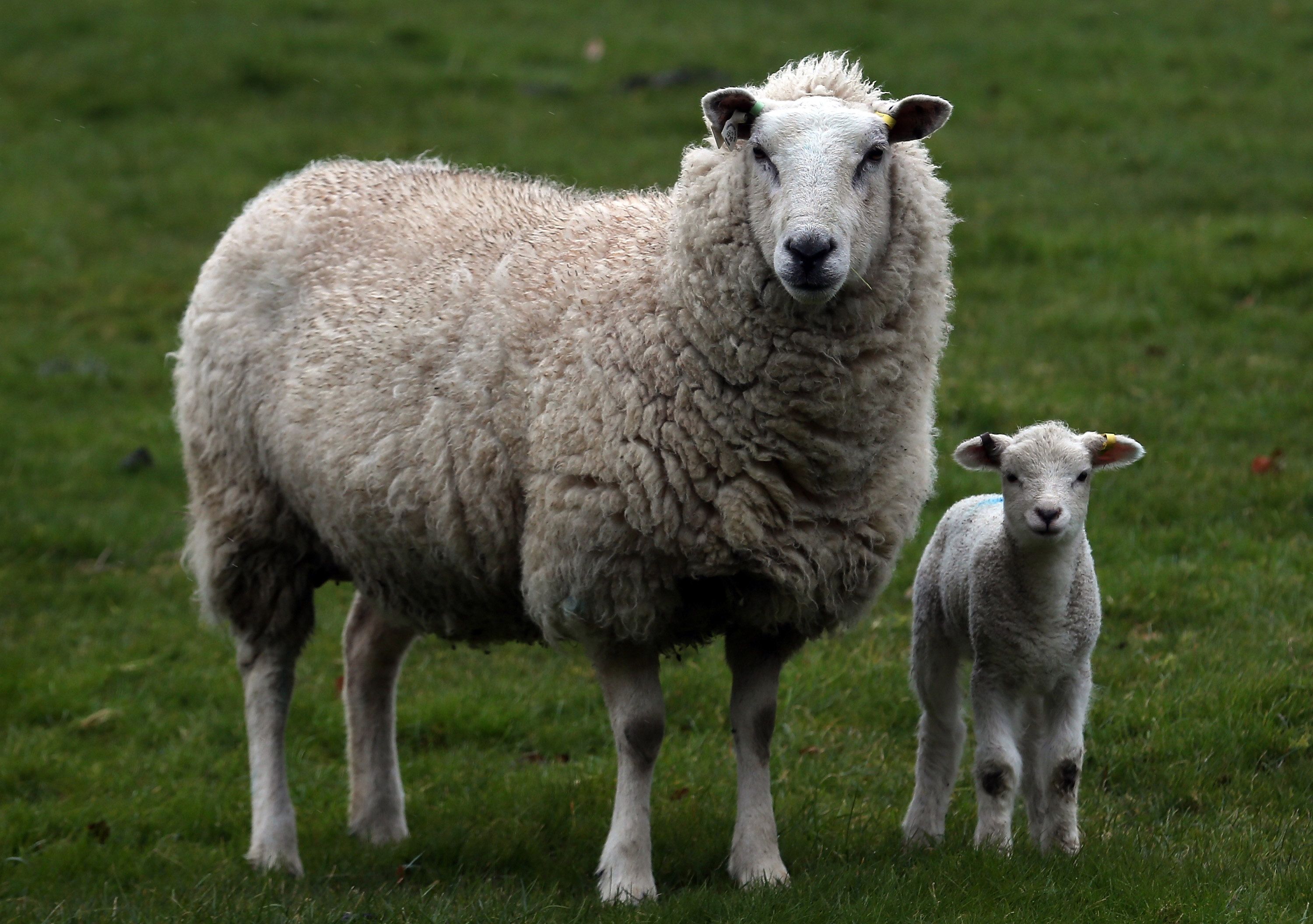 Baby Sheep and its Mother at Pasture # 3000x2112. All For Desktop