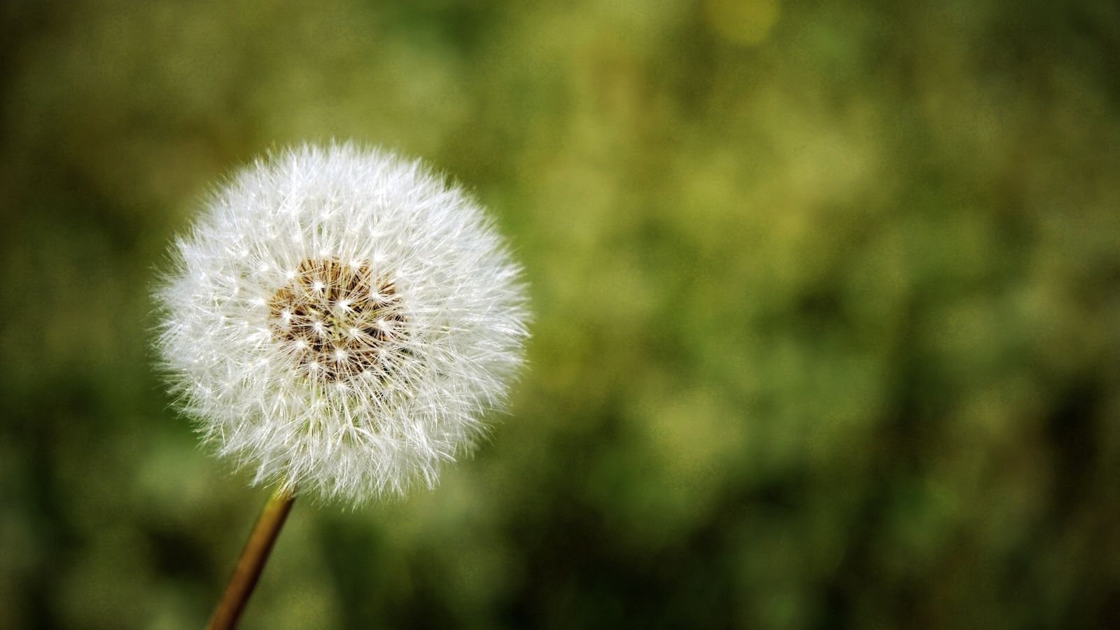 Morning View of Dandelion with Fresh Green Background Wallpaper
