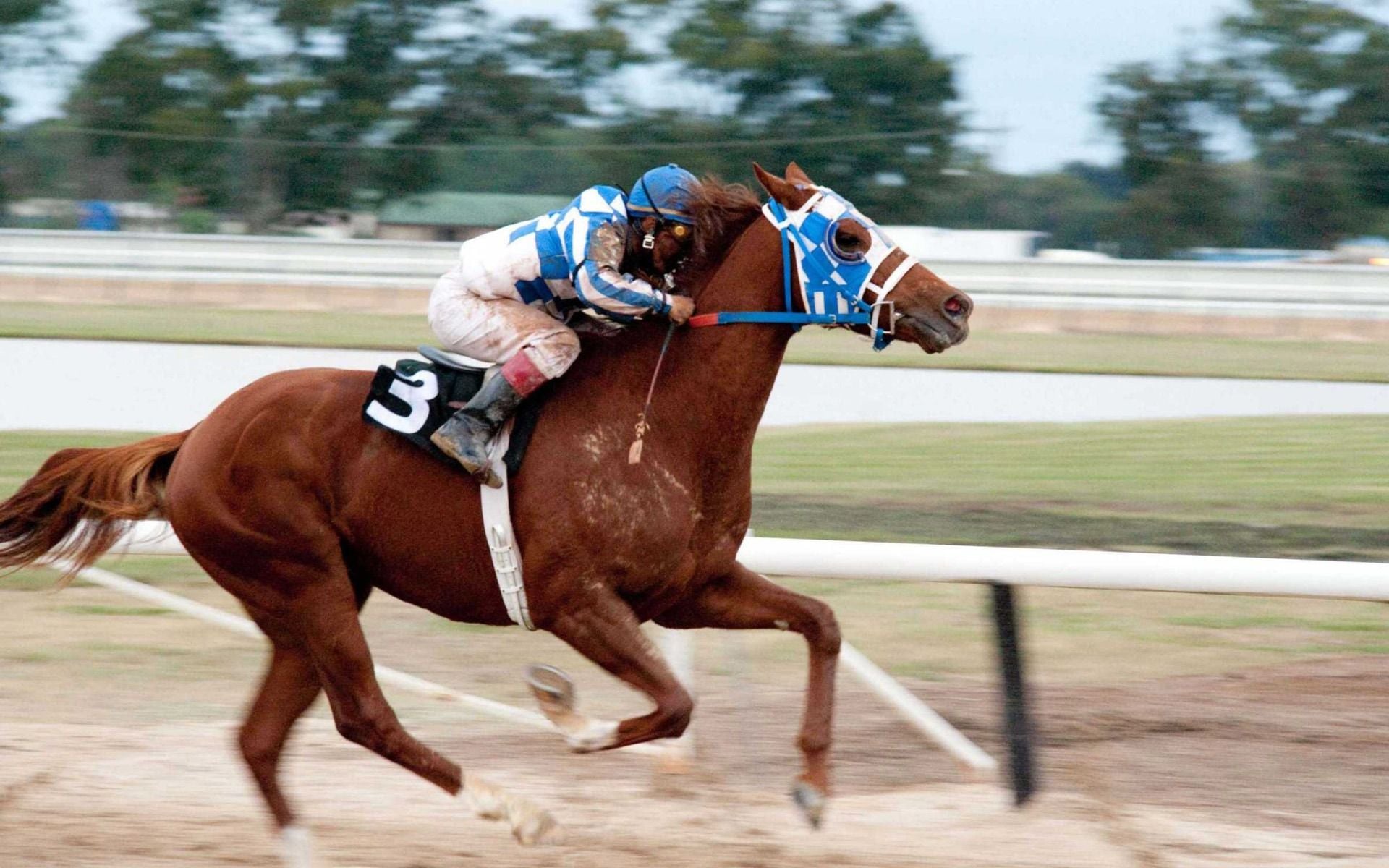 Secretariat Wallpapers - Wallpaper Cave