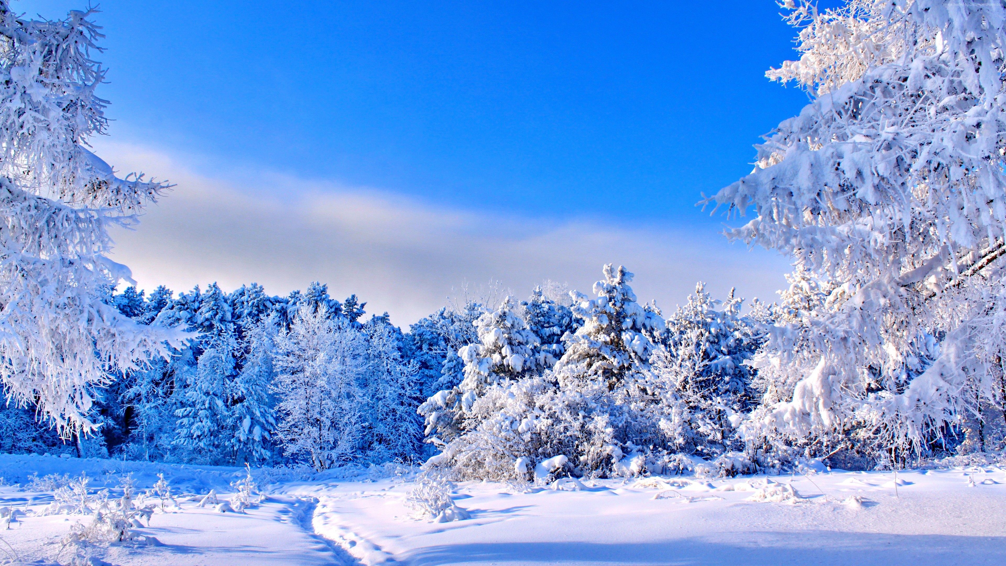 Wallpaper forest, trees, snow, winter, 4k, Nature Wallpaper Download Resolution 4K Wallpaper