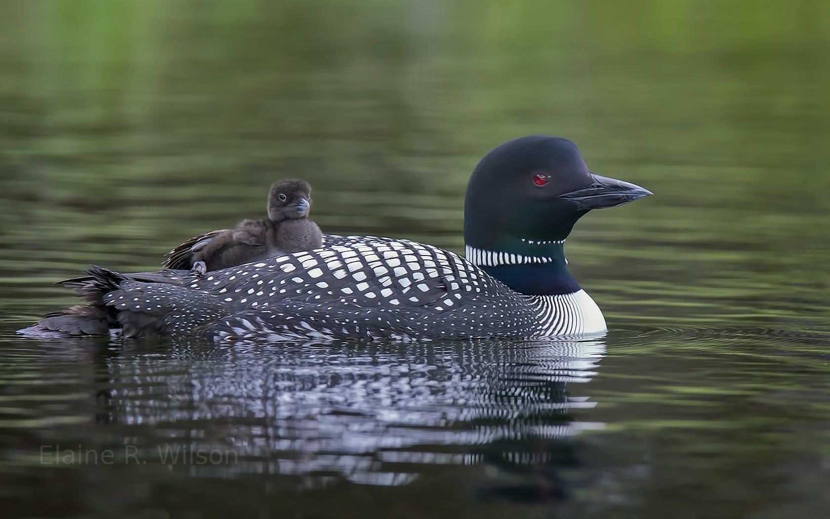 Loons Wallpapers - Wallpaper Cave