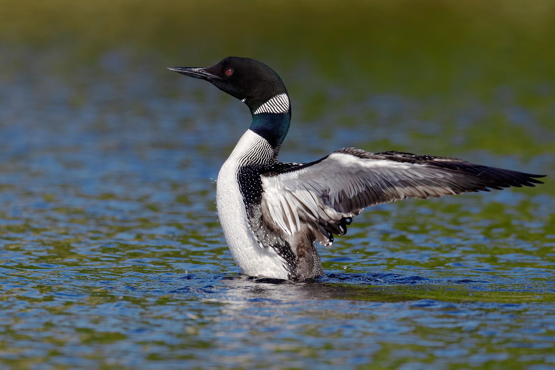 Loons Wallpapers - Wallpaper Cave