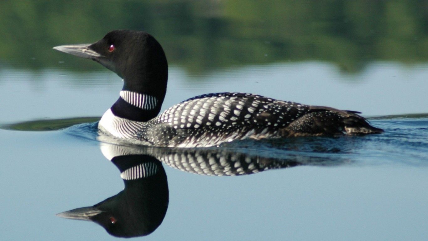 Loon Wallpaper 1920x1080 81158
