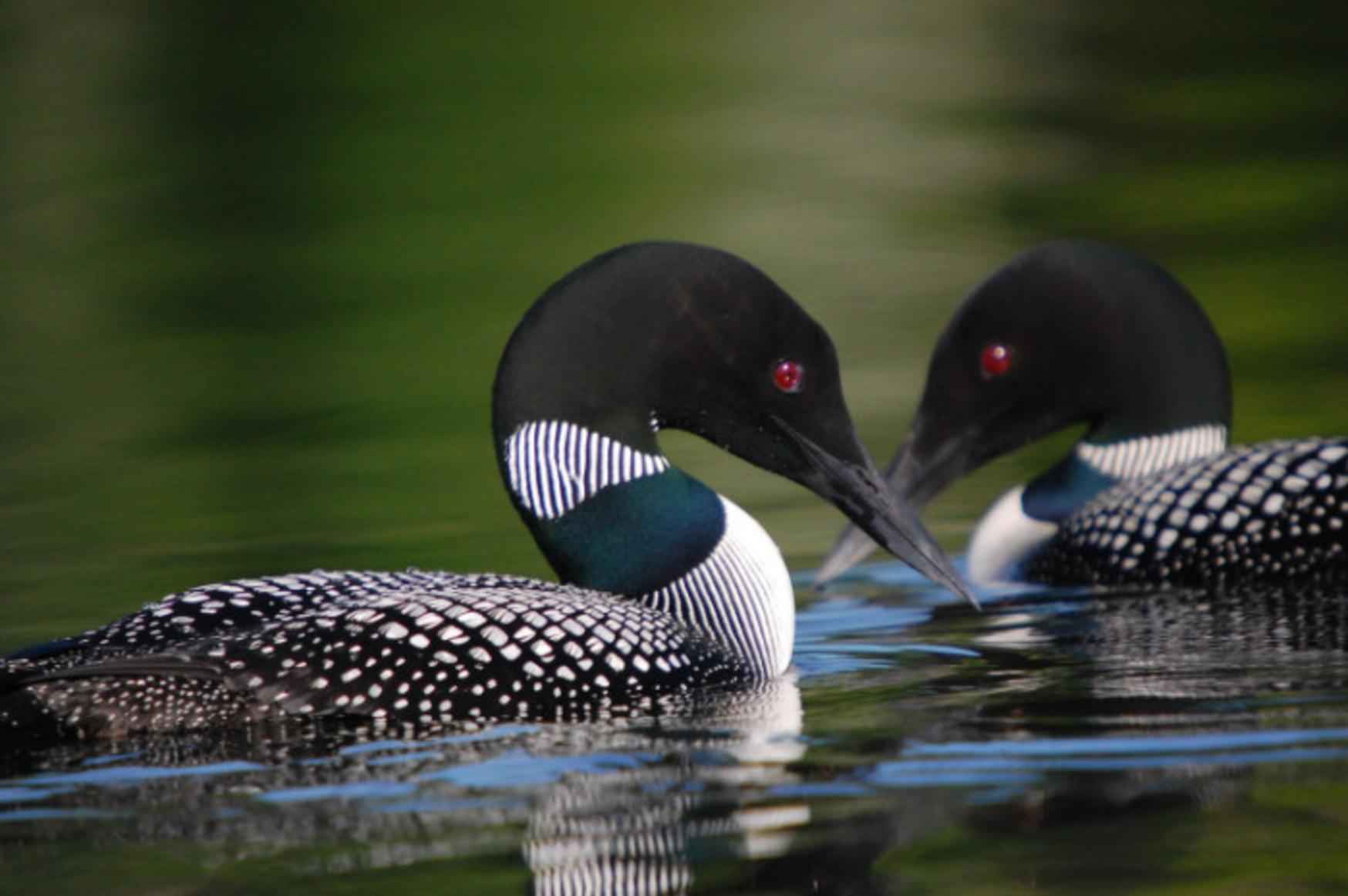 Loons wallpapers wallpaper cave