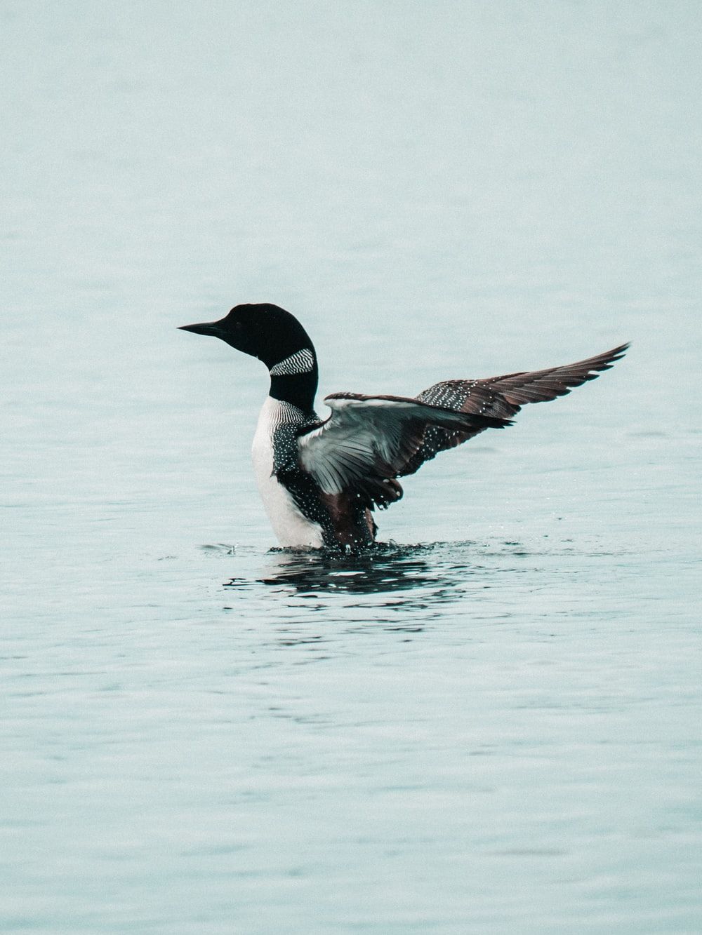 Common Loon Picture. Download Free Image