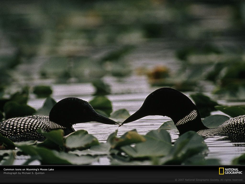 Loonatic's Corner Not So Common Loon