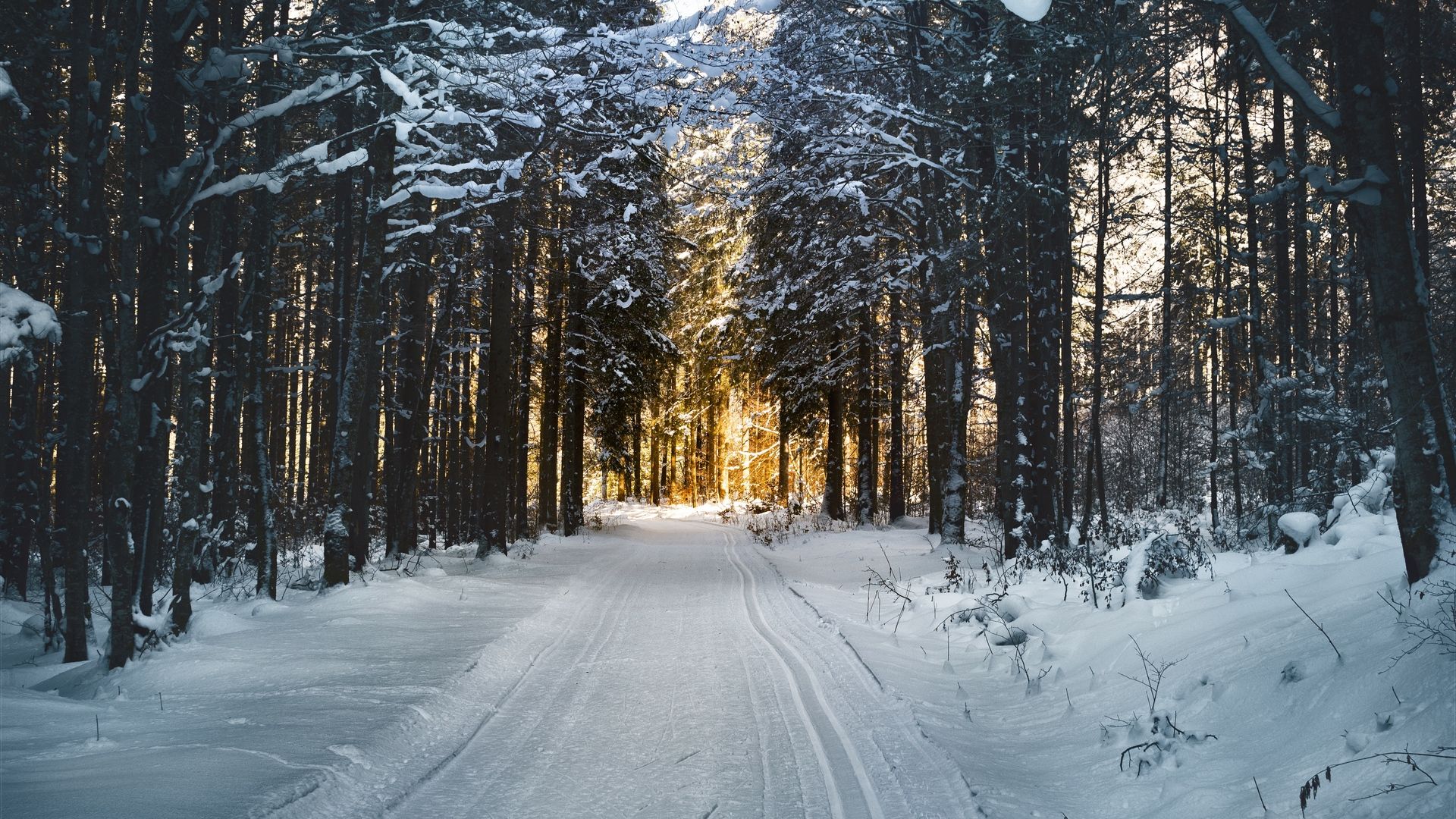 Forest Road Winter View Background Free Photo Wallpaper