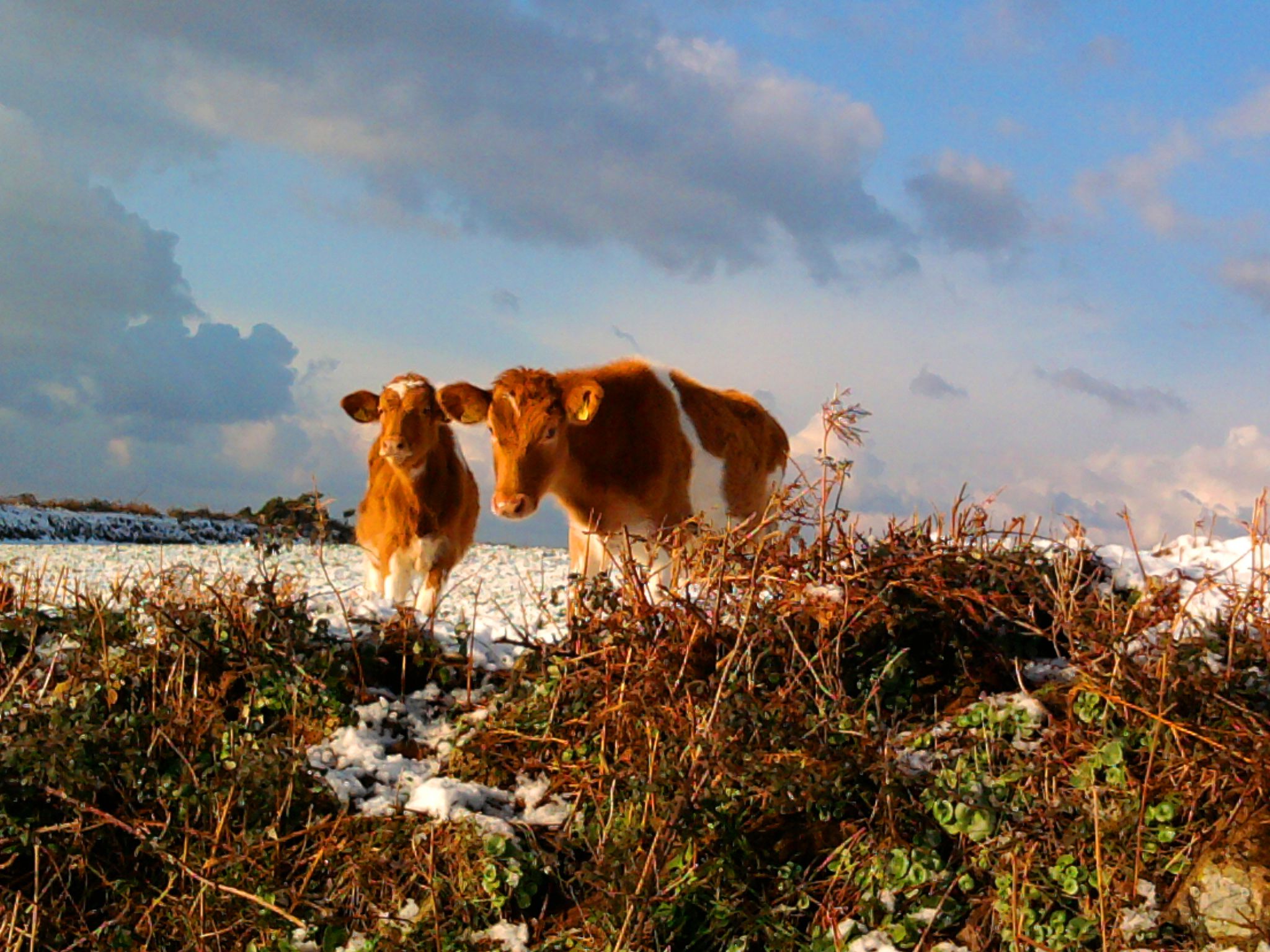 Guernsey Cow Wallpaper. Guernsey Coast Wallpaper, Guernsey Cow Wallpaper and Dangerous Cow Wallpaper