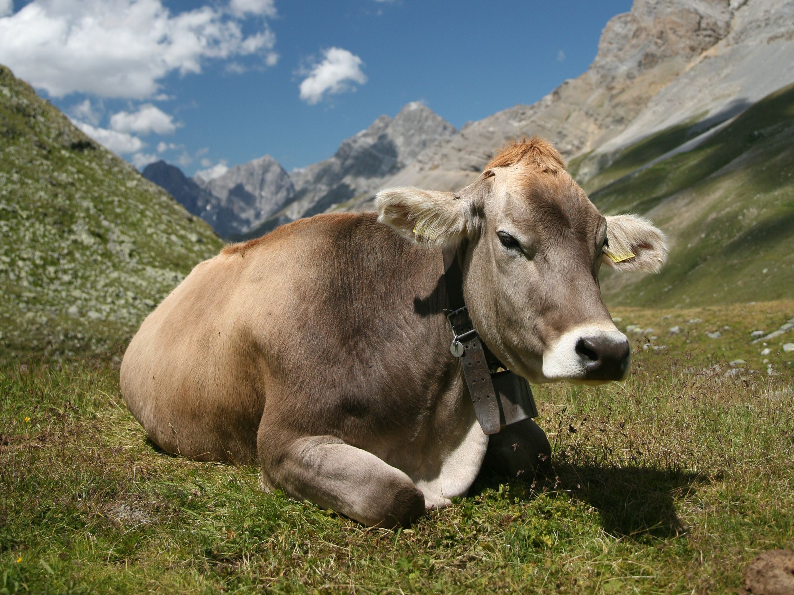 Fat Cow Wallpapers - Wallpaper Cave