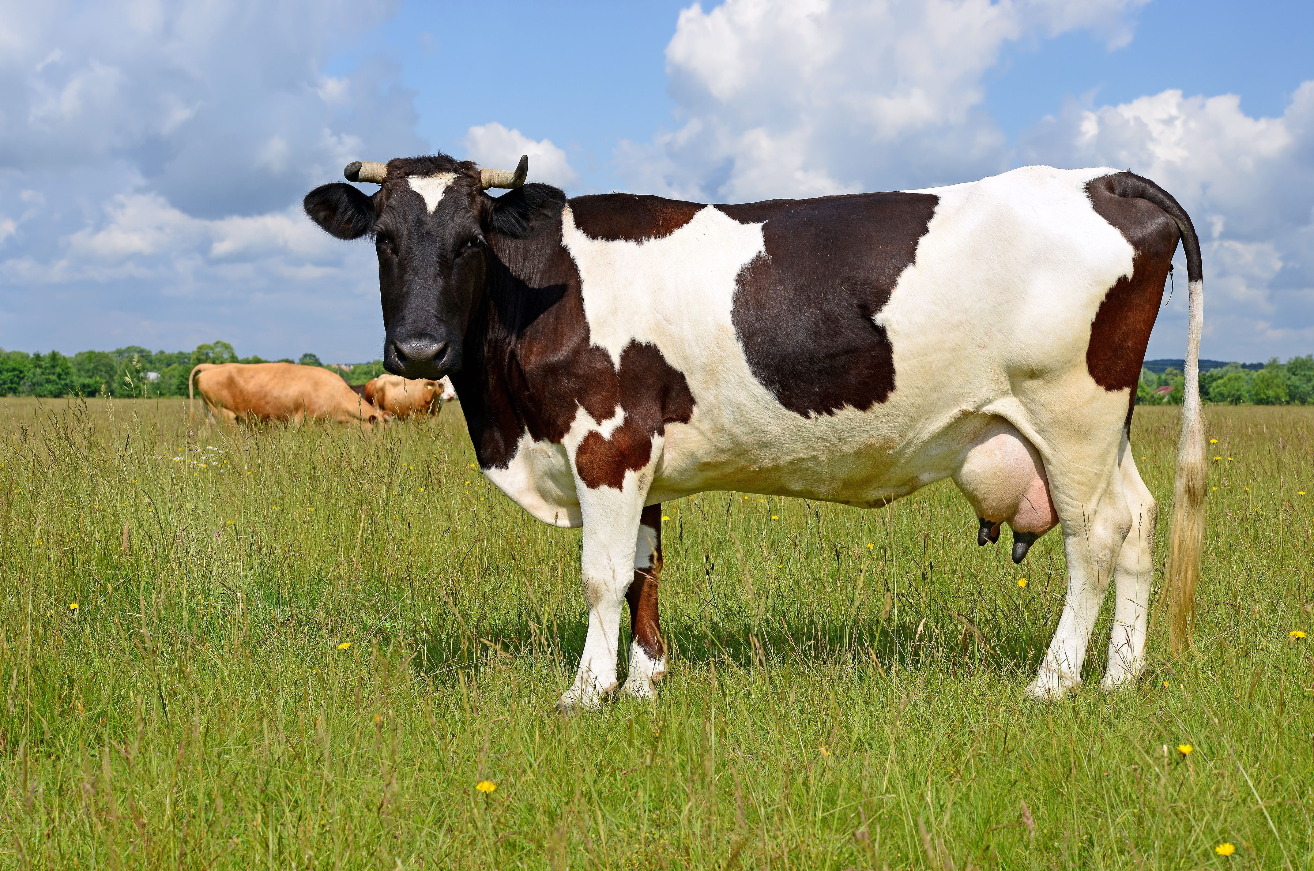 Awesome Cow HD Wallpaper 836 Female Cows Have Horns Wallpaper & Background Download