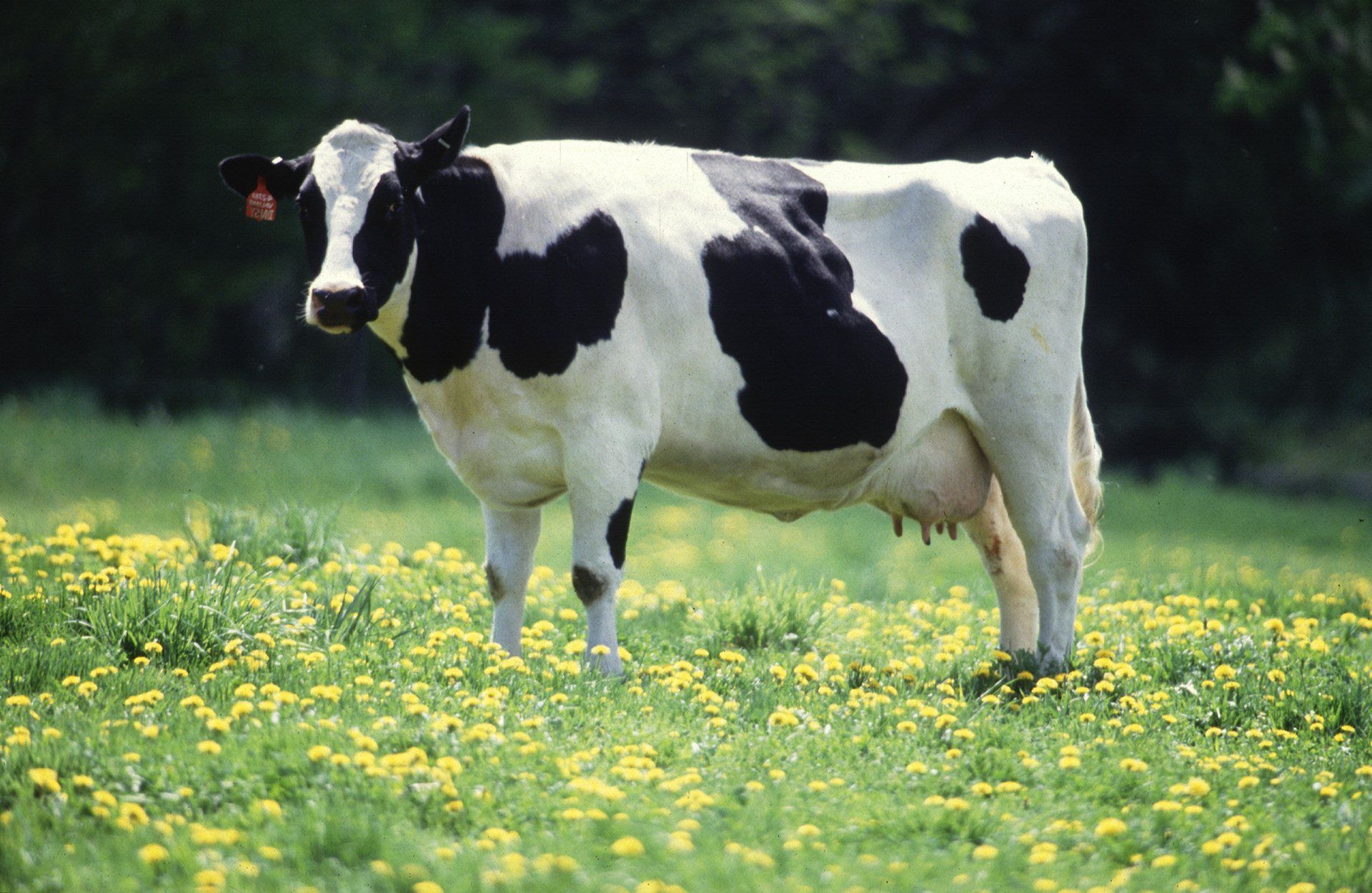 Cow Wallpaper HD