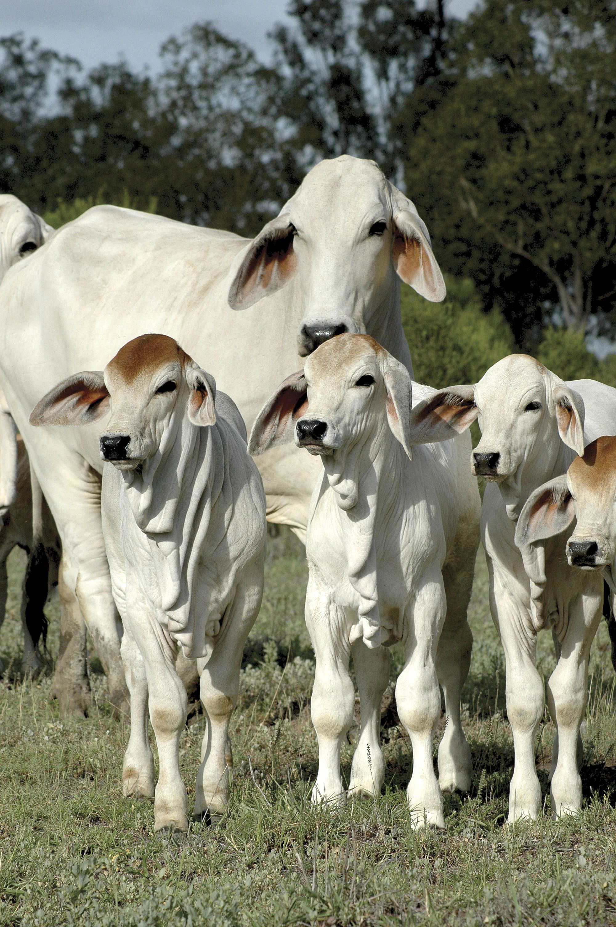 Brahama cattle ideas. cattle, farm animals, animals